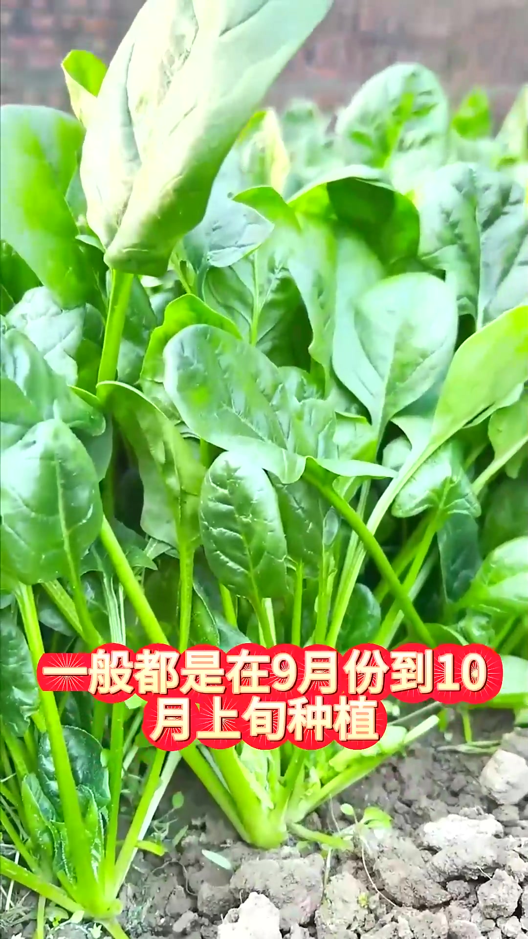  越冬菠菜种植的最佳时间和温度