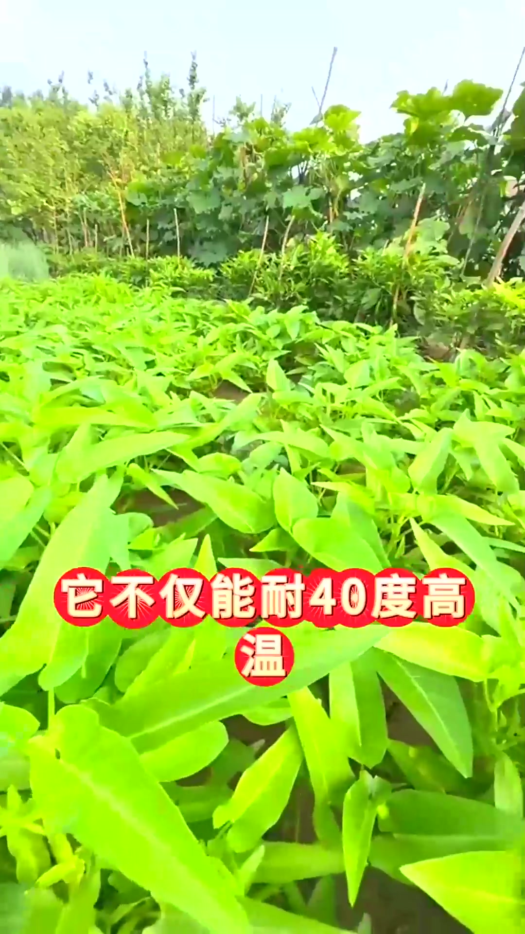  这六种蔬菜夏季种植正合适天气越热长的越旺盛