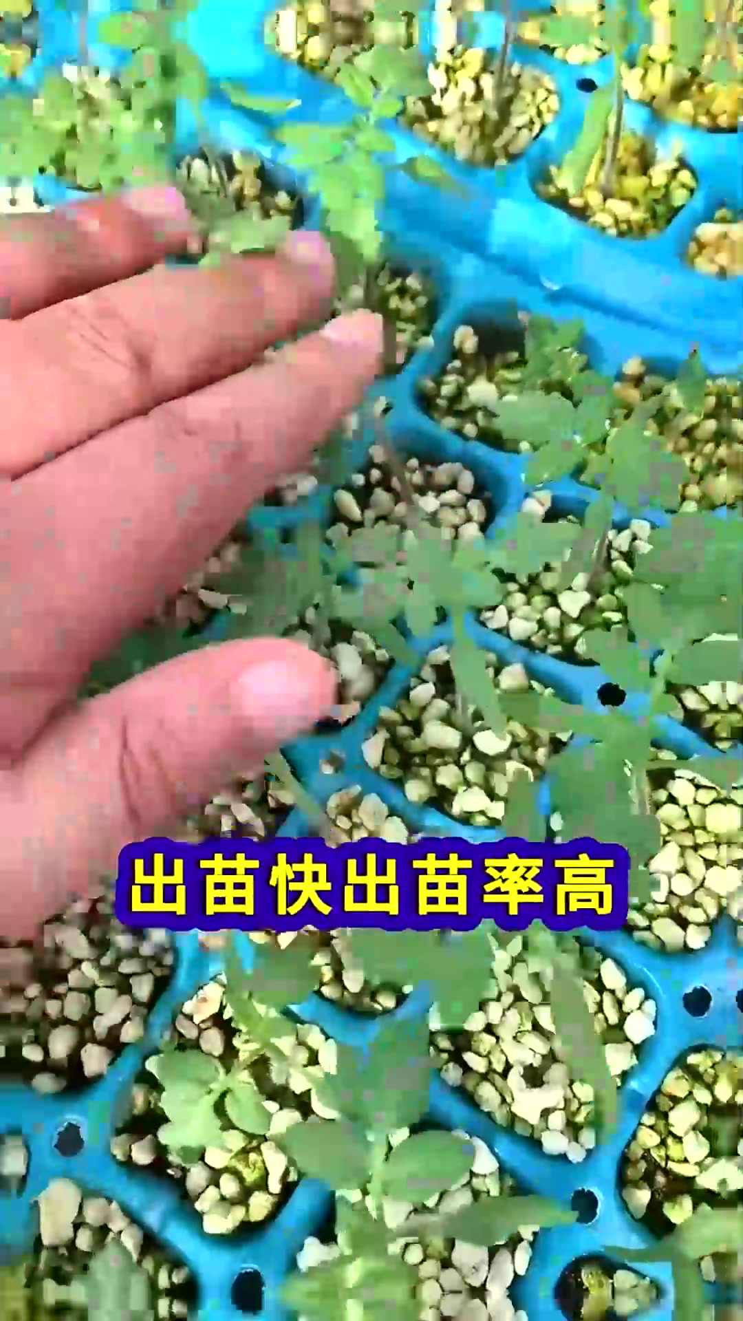  春季种植蔬菜想要出苗快出苗率高种子泡水催芽很重要