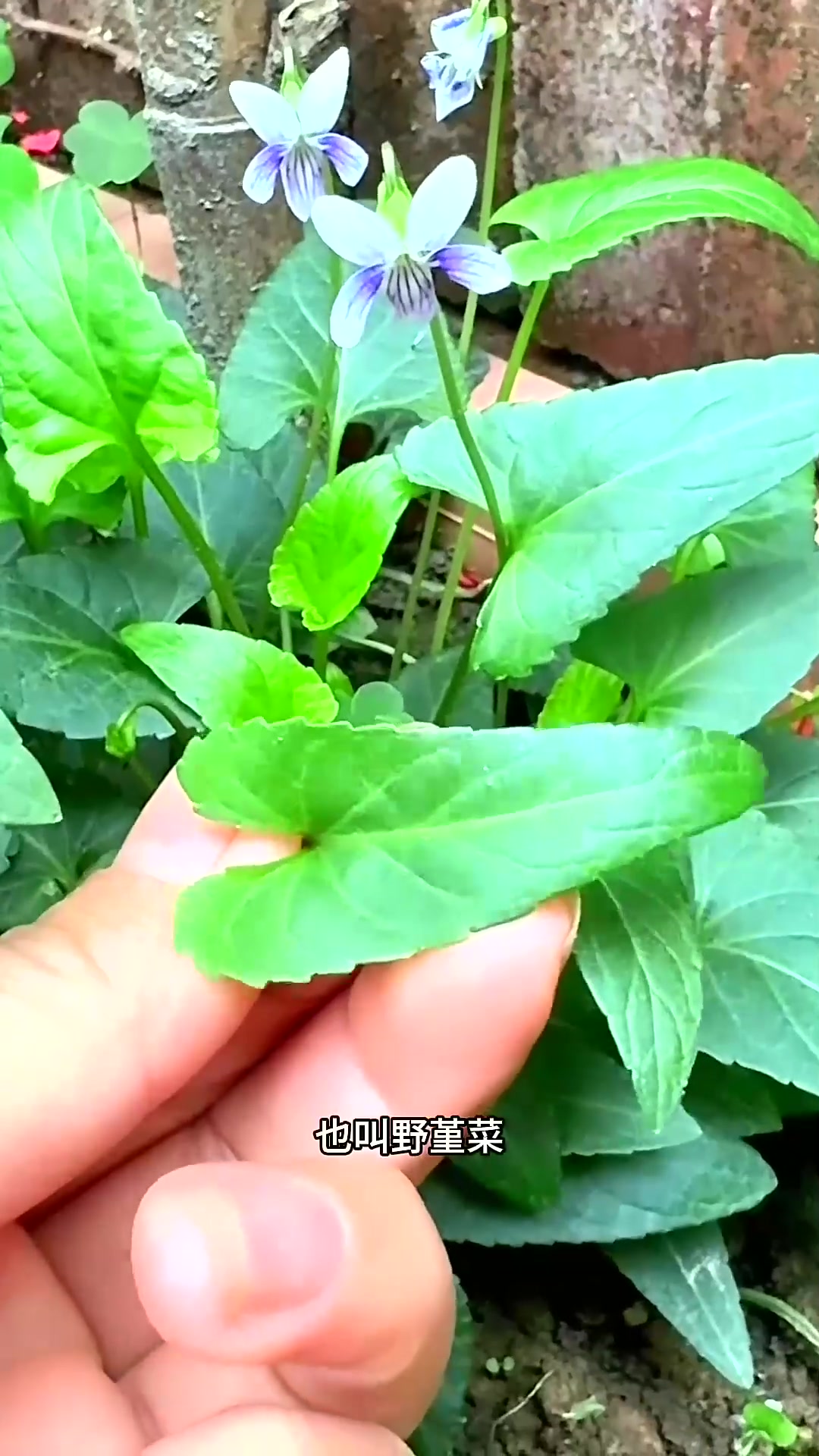  紫花地丁，也叫野堇菜，村里的老先生遇到都会挖回家