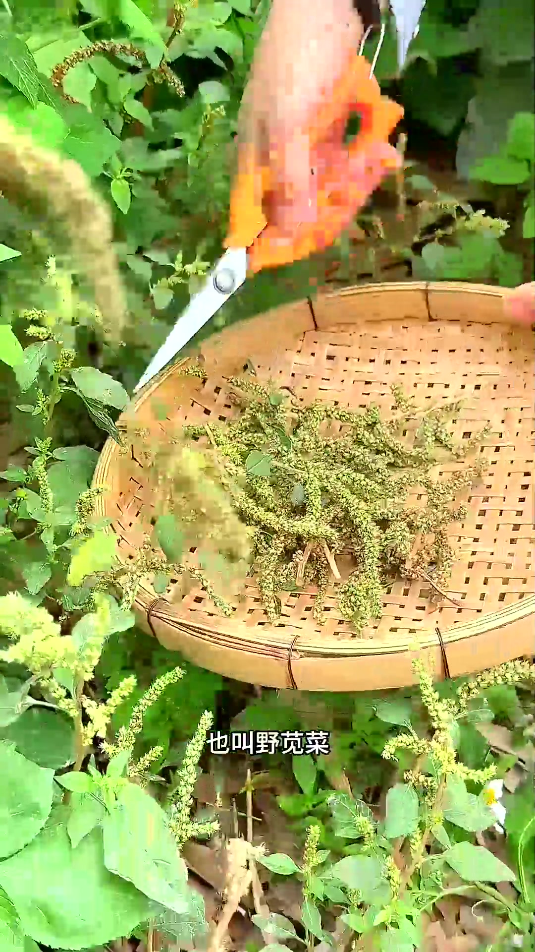  刺苋菜,也叫野苋菜,我们家乡人常收采它的花絮