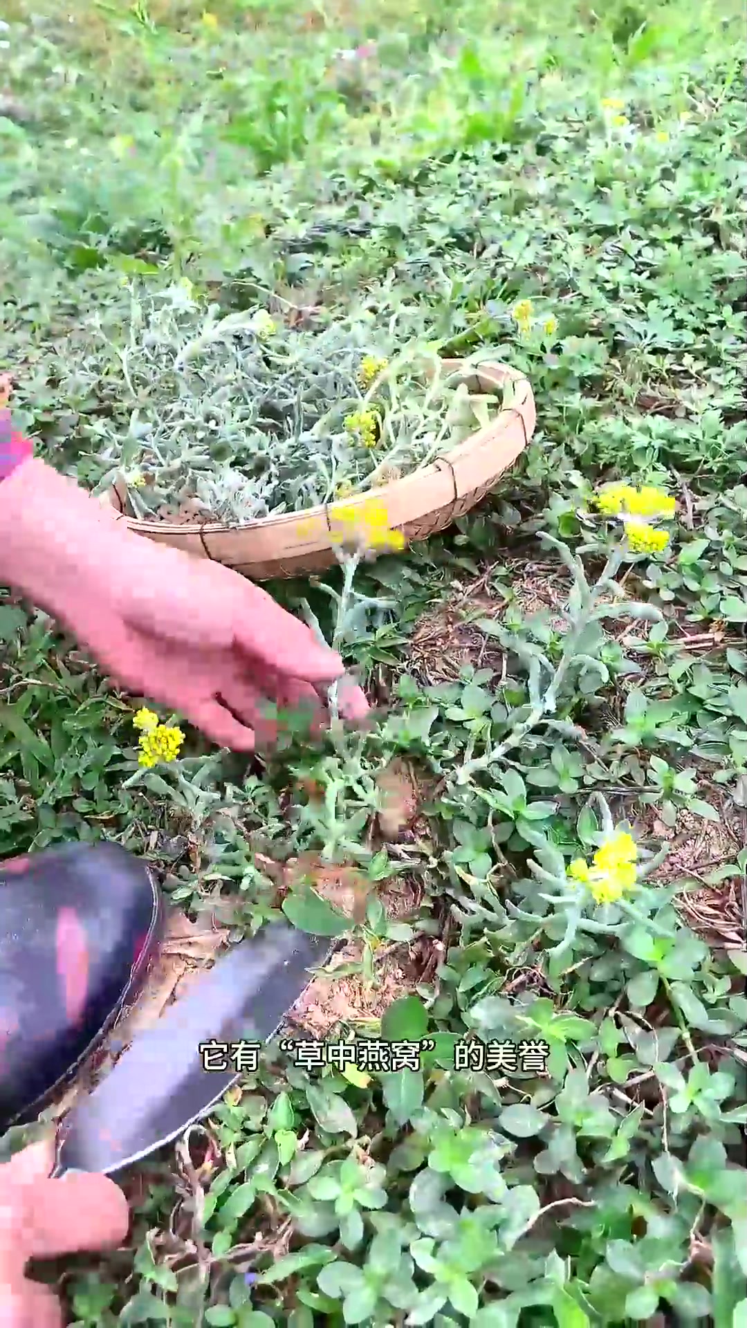  农村春天里的野菜“黄花菜”