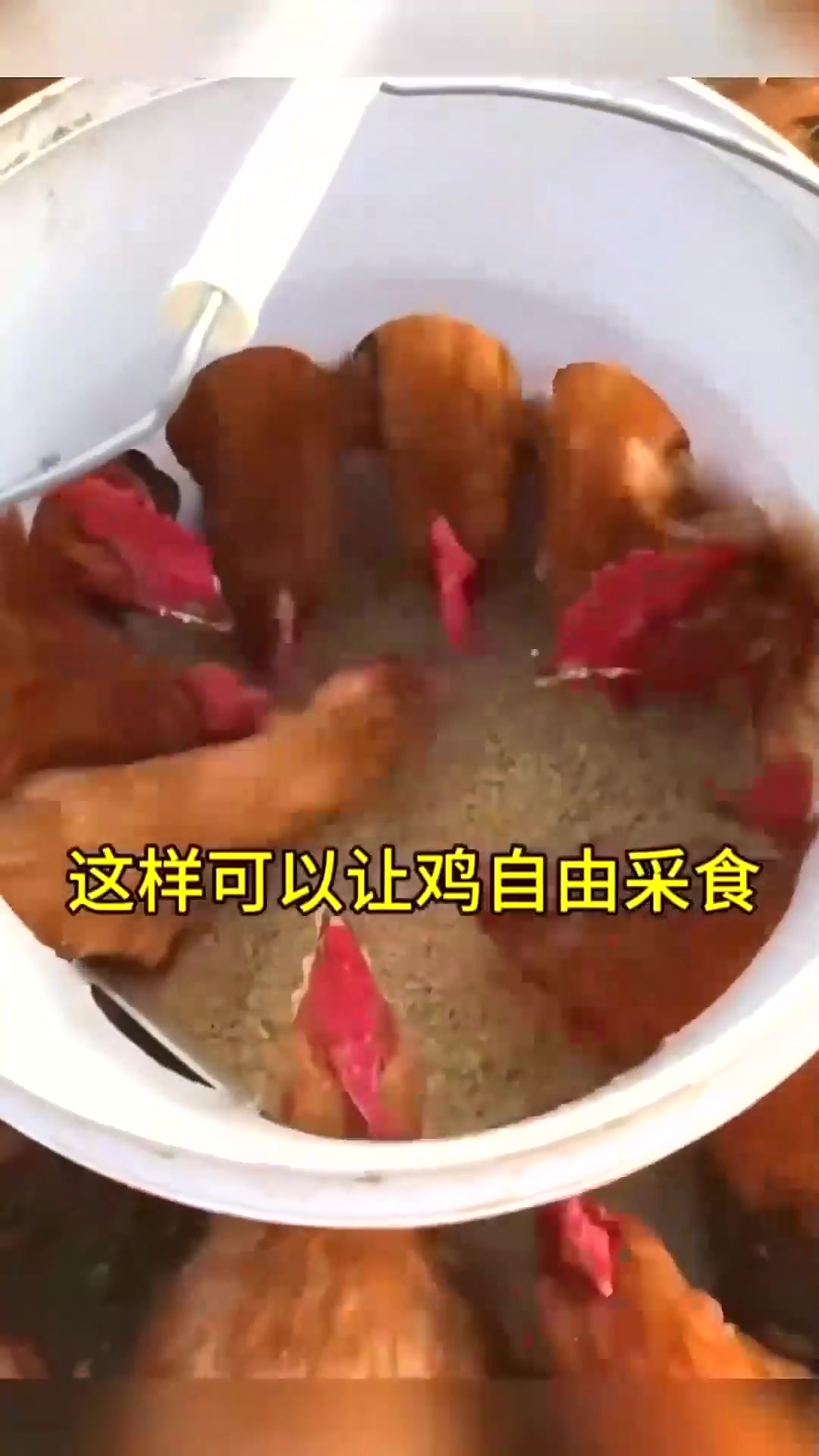  老爷子找来废旧塑料桶给鸡做个喂食料桶