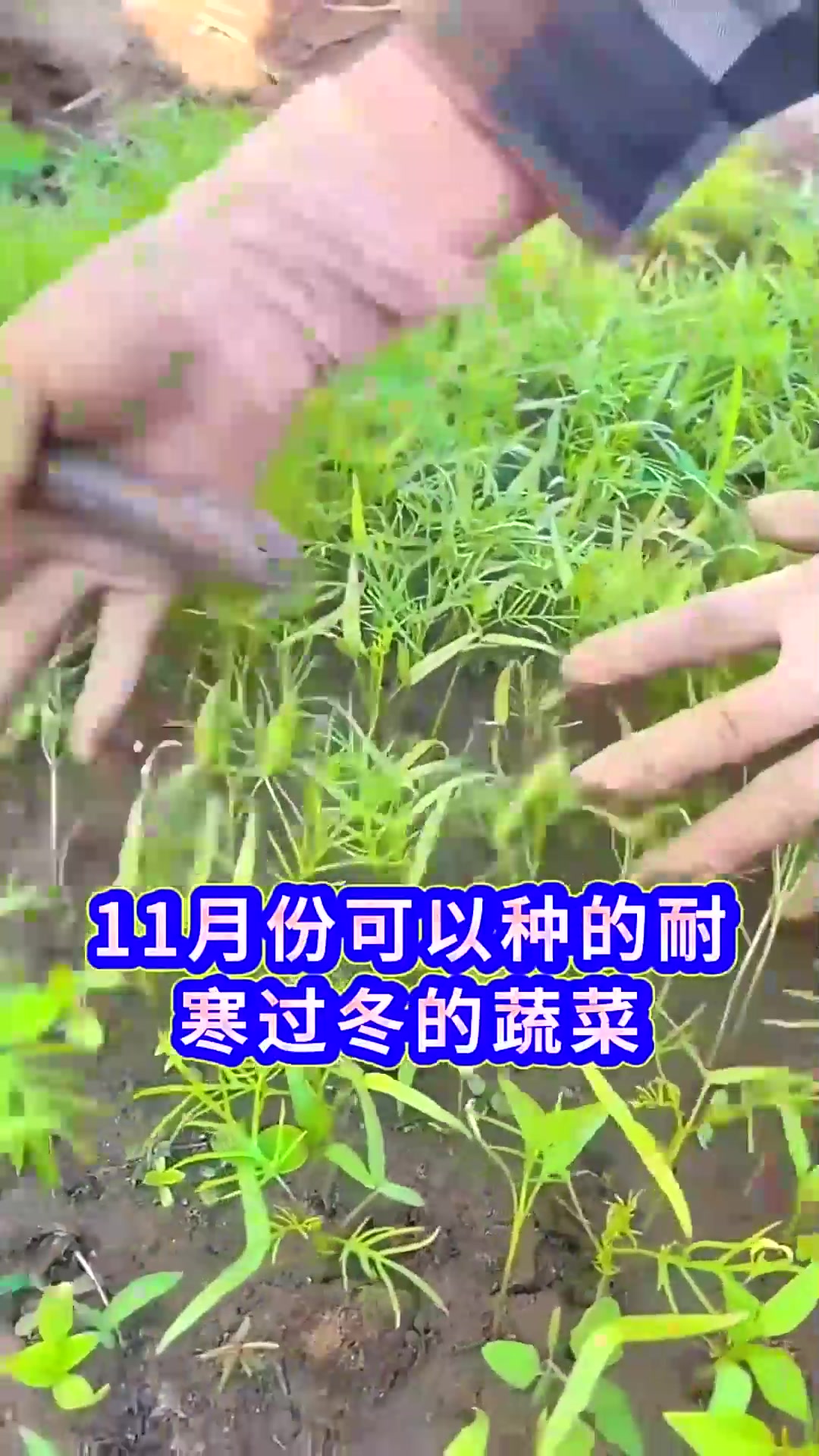  适合在冬季种植的六种耐寒蔬菜温度越低长的越旺