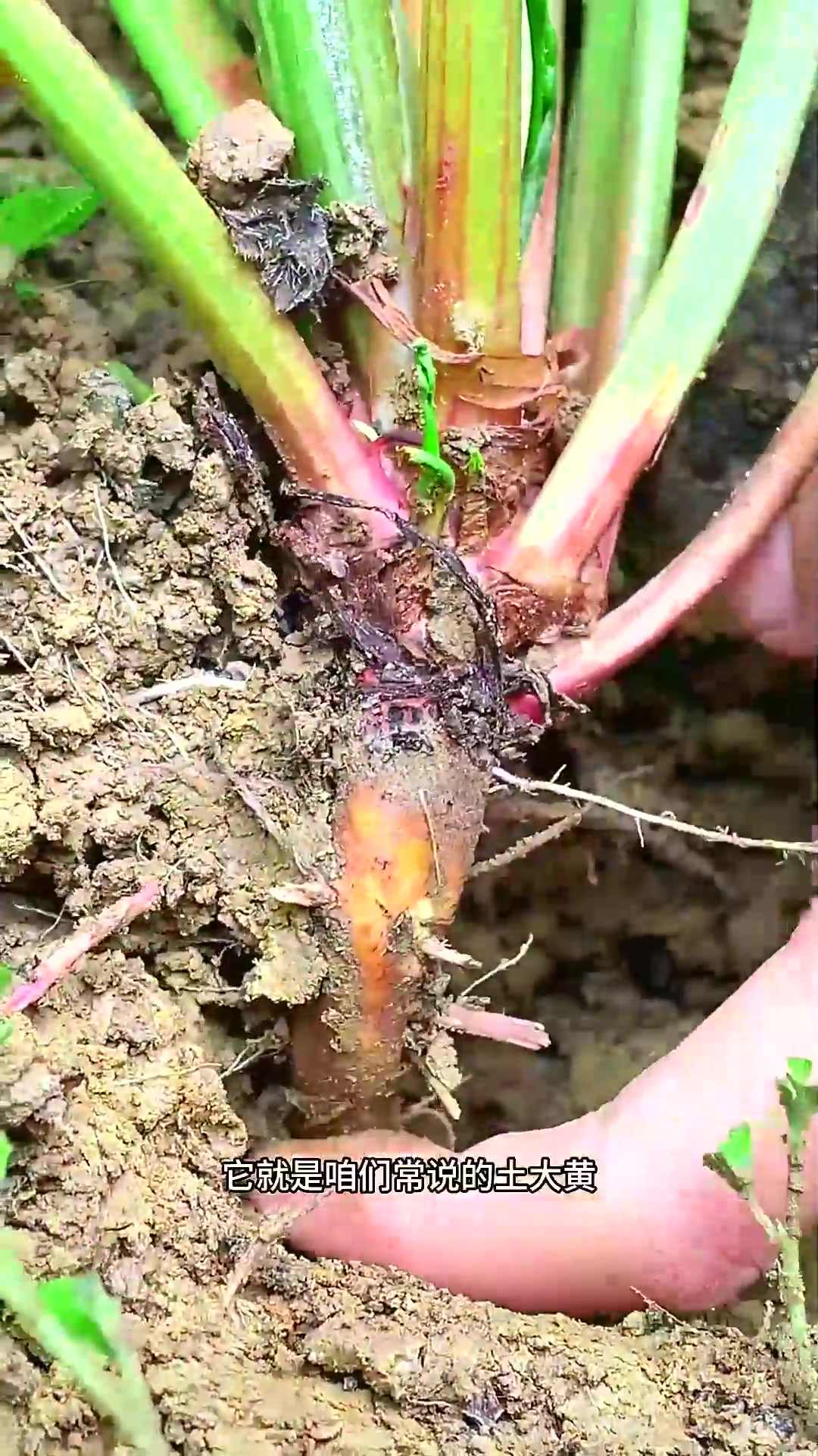  土大黄又名羊蹄根、野菠菜