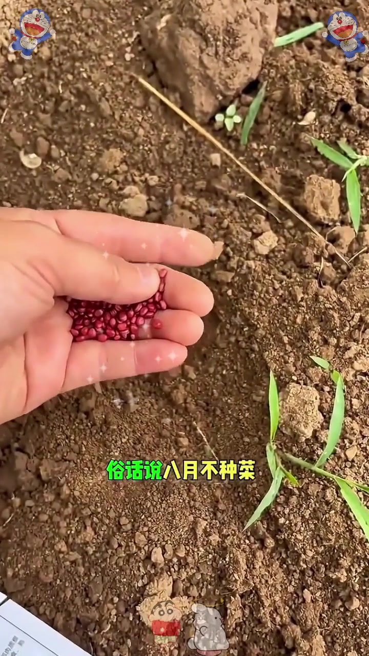  八月份适合种植的蔬菜!