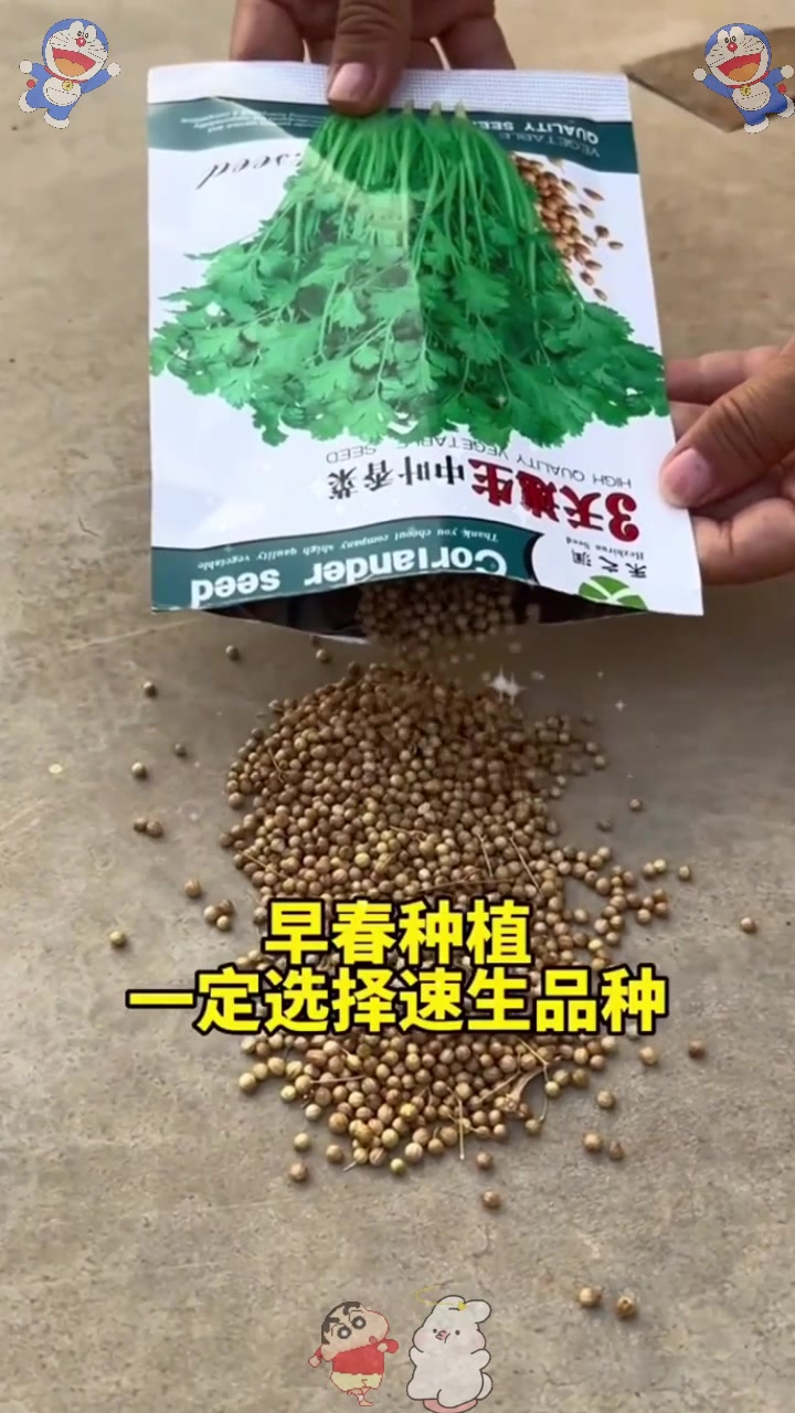  香菜好种出苗难?只需做好这3步,香菜出芽快,一亩高达3000斤!