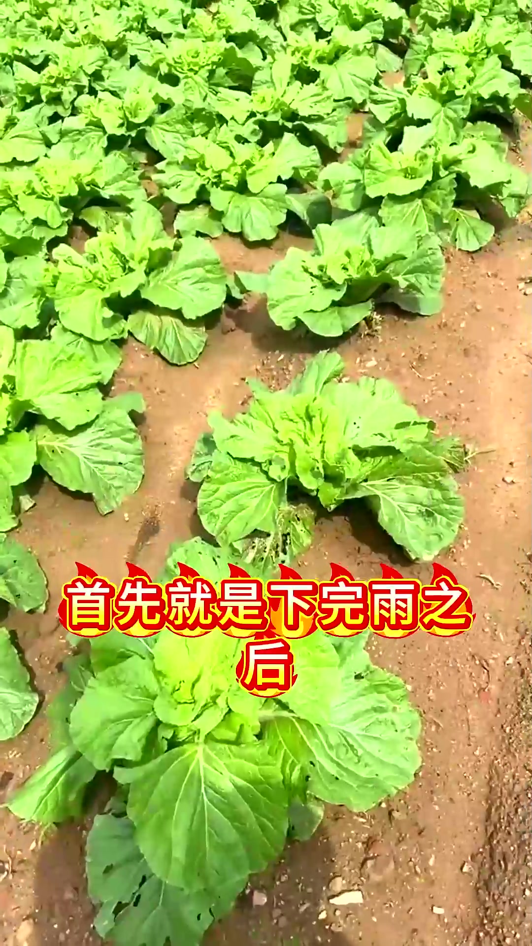  连续阴雨过后白菜管理一定要记住这两点