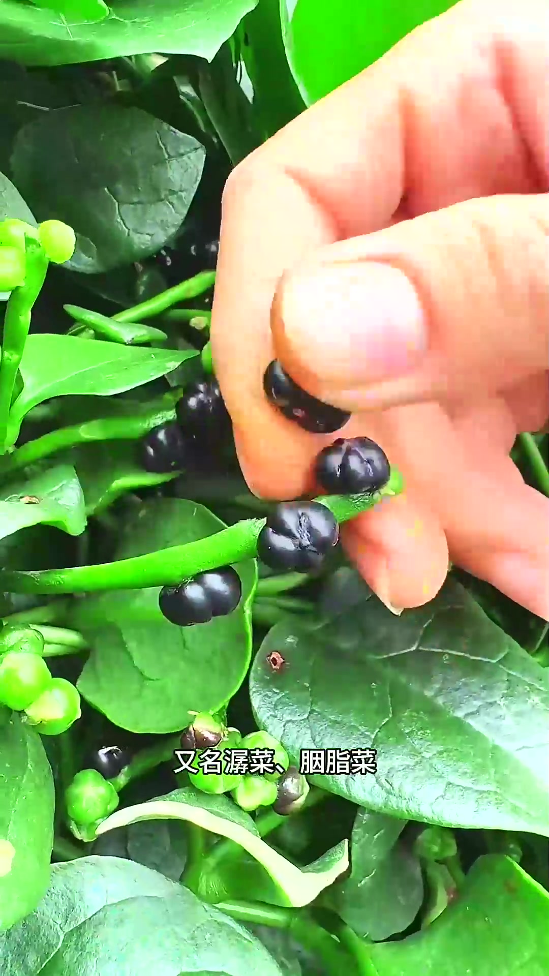  在古代相当受欢迎的一种野菜，它就是木耳菜，又名潺菜、胭脂菜