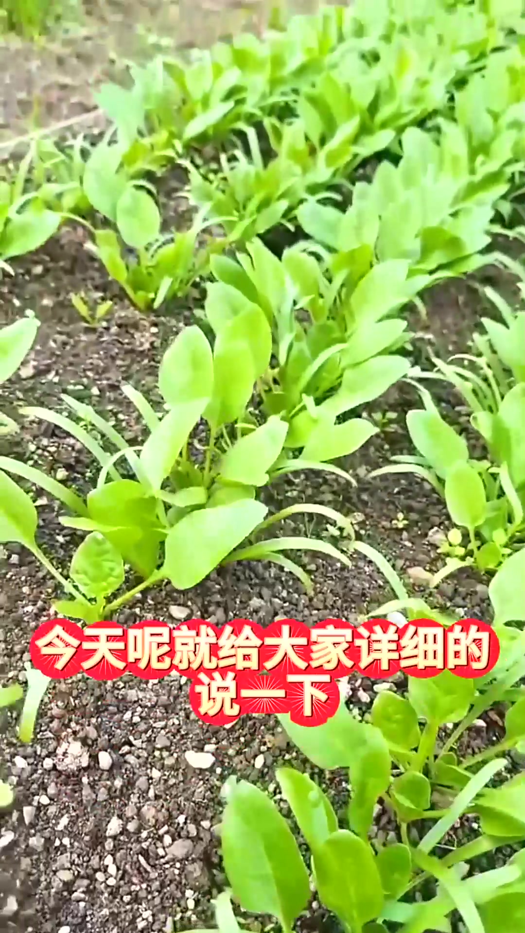  秋菠菜种植时间和方法三天出苗一个月采收