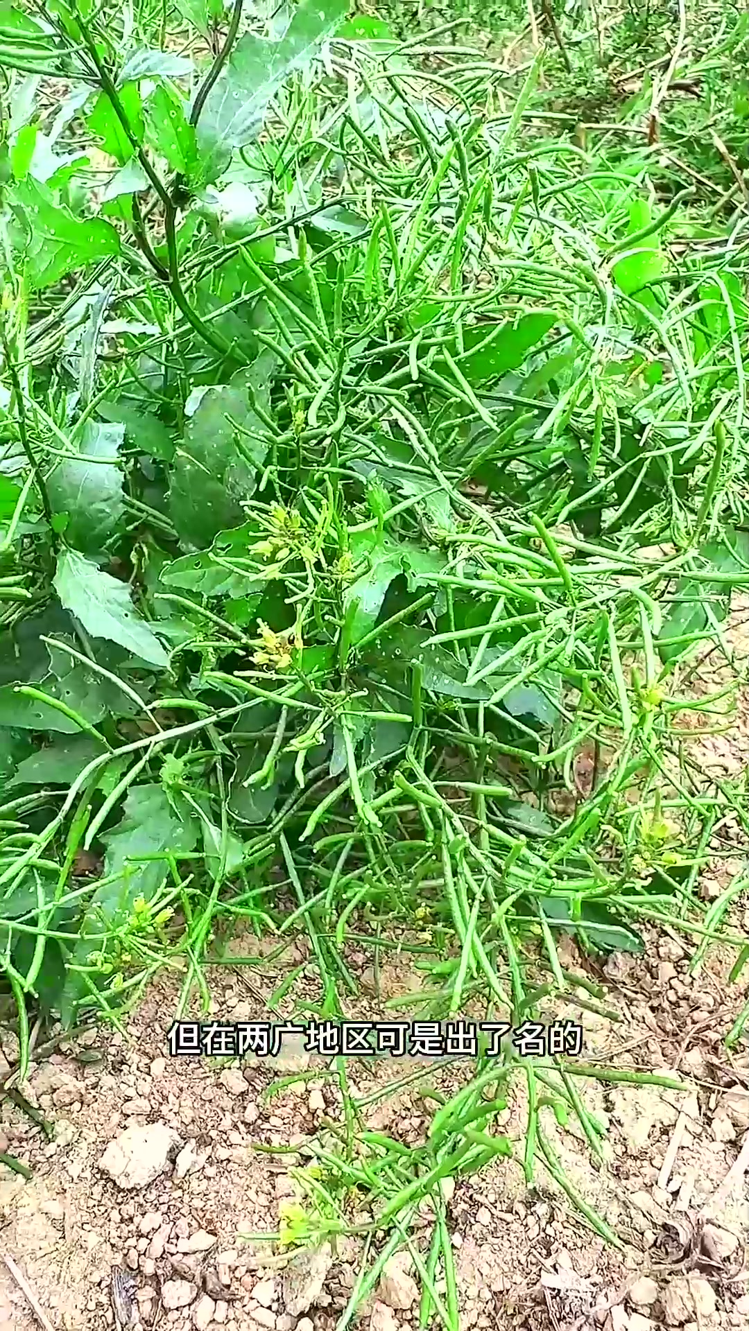  塘葛菜又称蔊菜、鸡肉菜,在两广地区可是出了名的野菜