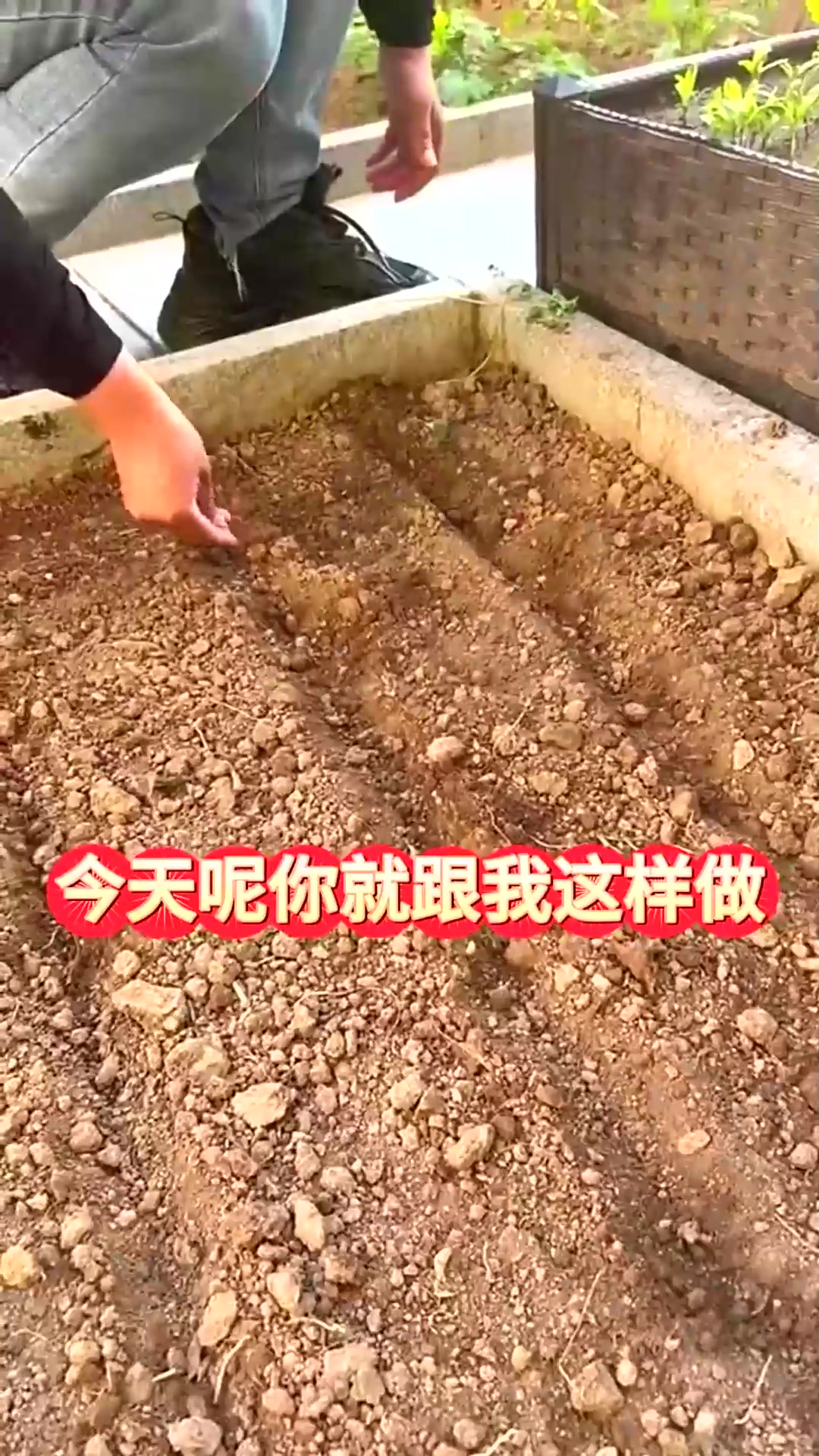  生菜这样种五天就能出齐苗出苗率90%以上