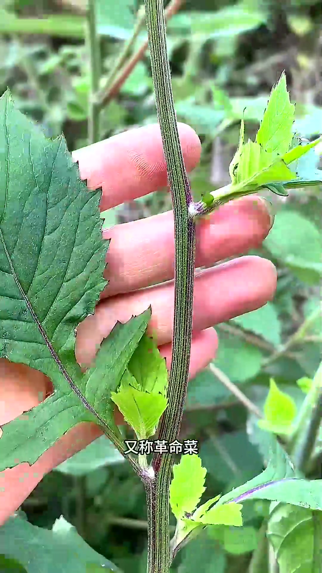  野茼蒿又叫革命菜,相信很多长辈们都认识,遇见采些回家