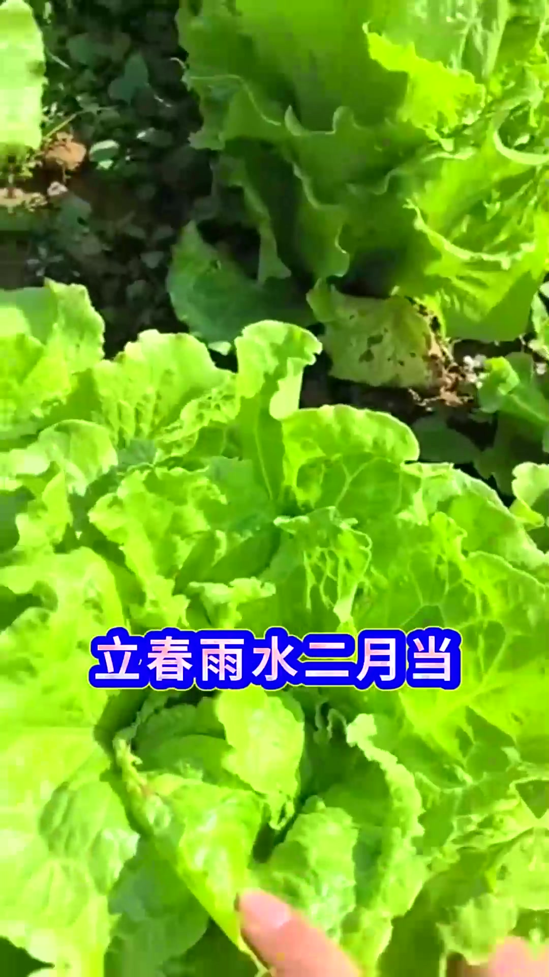 开春蔬菜种植全年时间表错过又要等一年