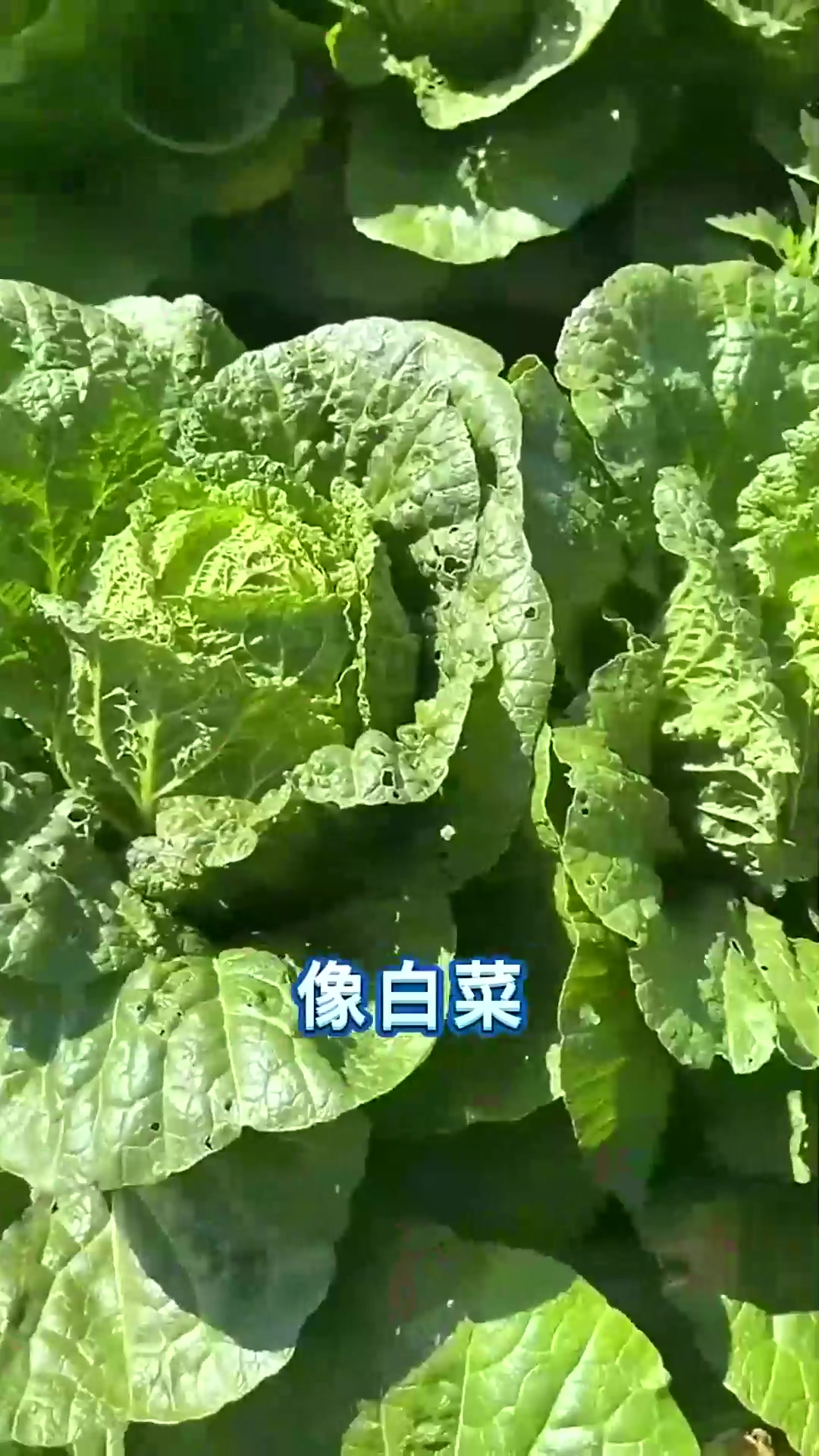  中秋前后要种五种菜一定要抓紧时间种了