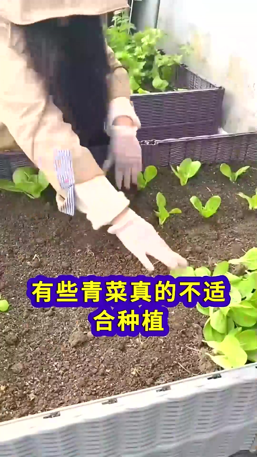  六月份绝对不能种植的青菜口感差易抽苔