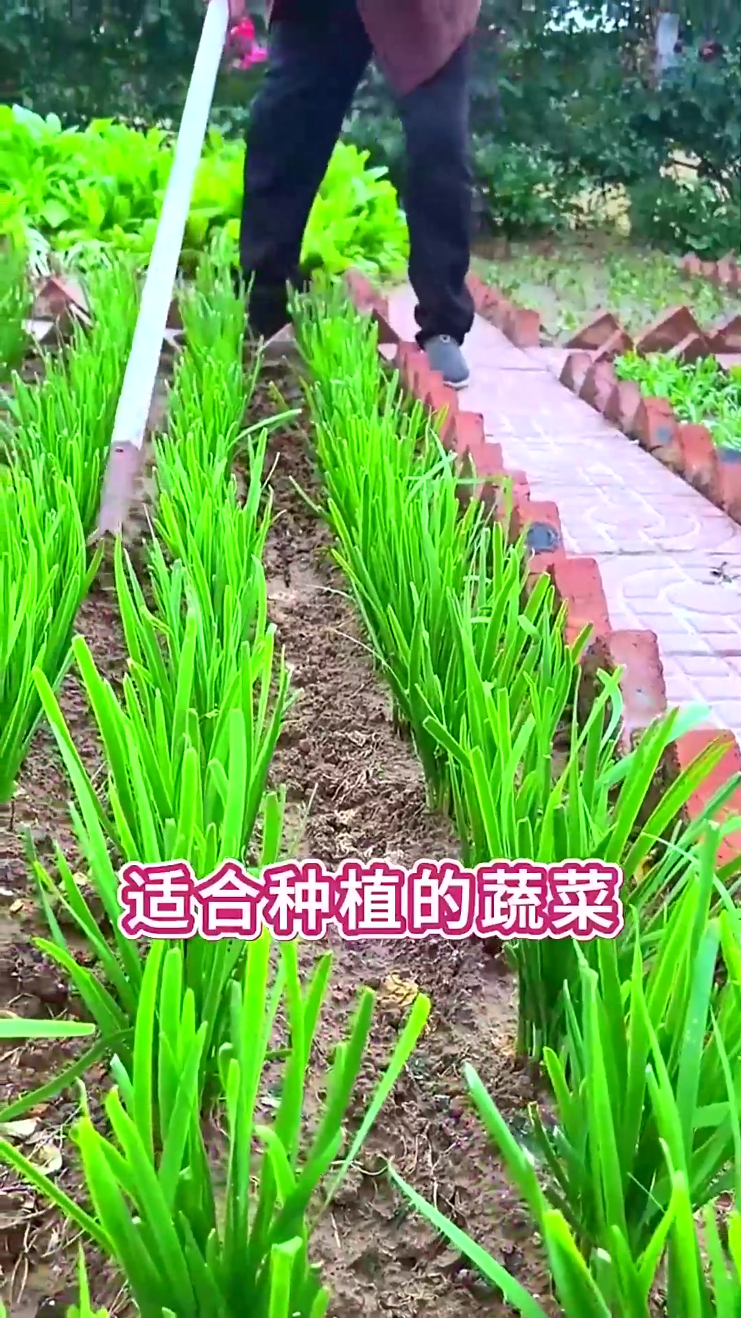  9月种菜黄金期可以露天种植的蔬菜一起看看有哪些