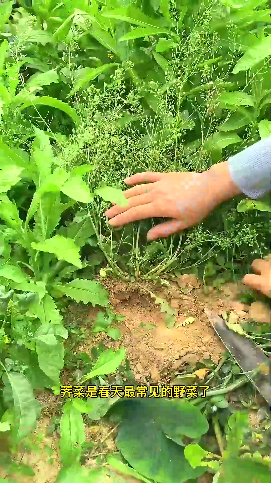  春天挖野菜的季节到了,遇见别错过,挖些回家