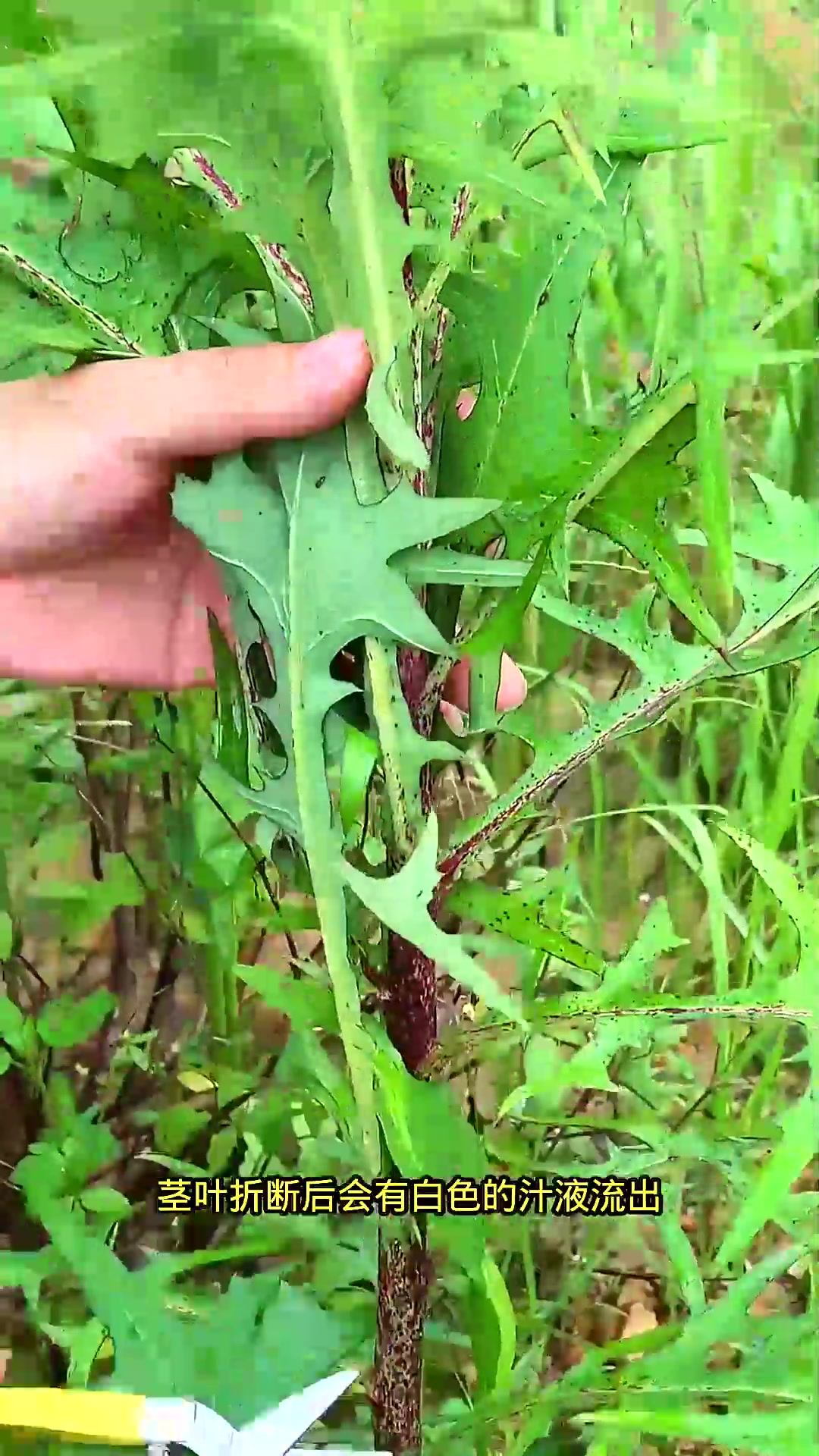  农村常见的这种植物,它叫翅果菊,遇见摘点回家