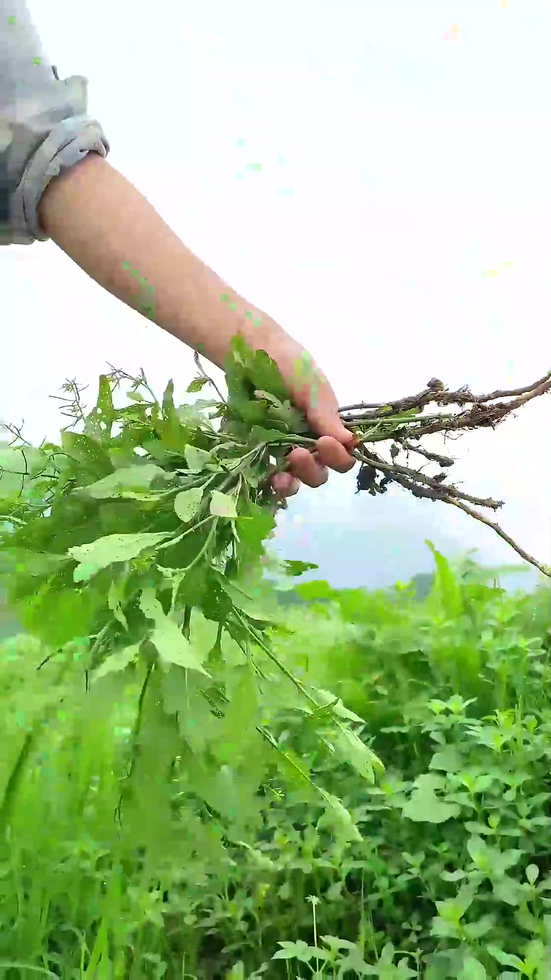  农村的“蔊菜”,遇见不要错过