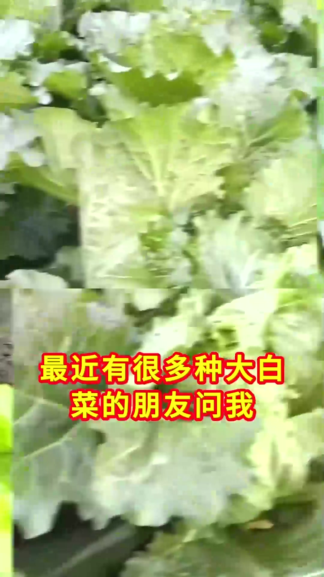  白菜想要产量高收获时间很重要小雪收获会不会晚