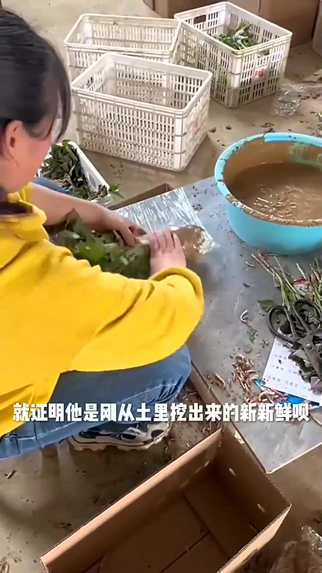  这是什么操作,哪里不对,二斤香菜半斤土?