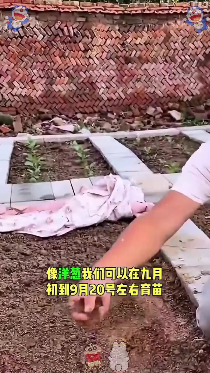  九月份可以种植的越冬蔬菜!