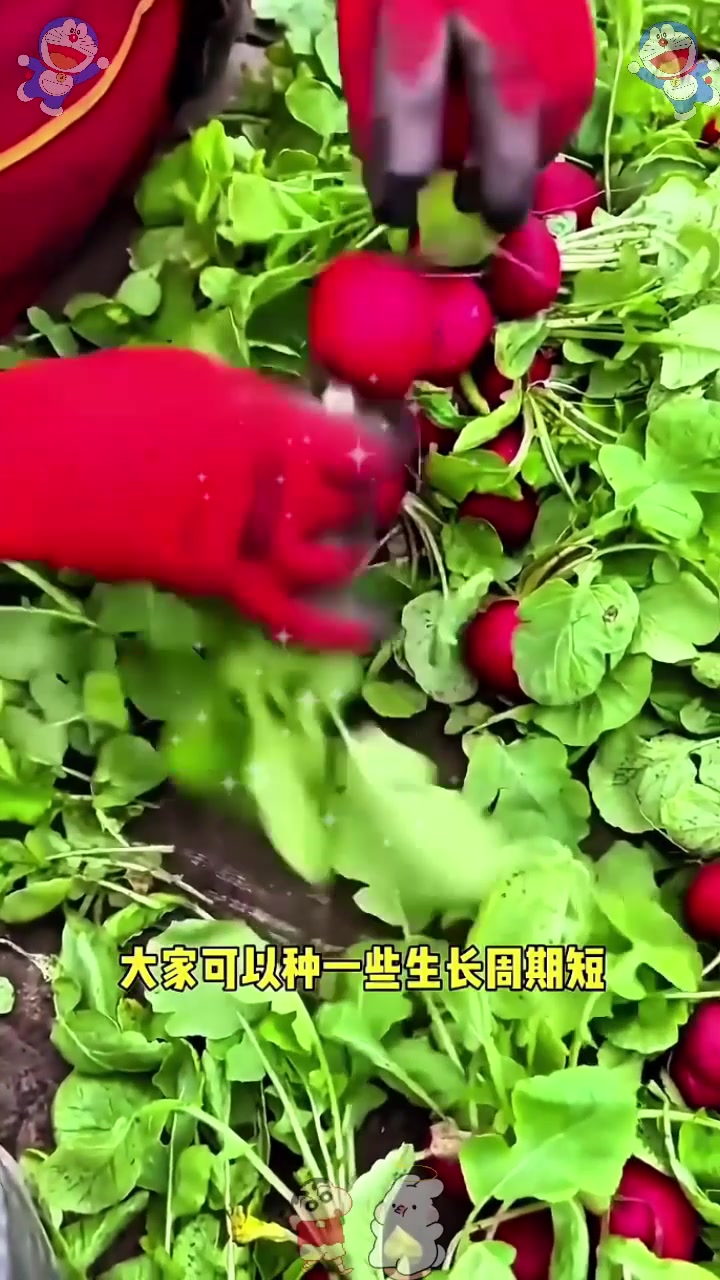  10月份还能种植的蔬菜有哪些?