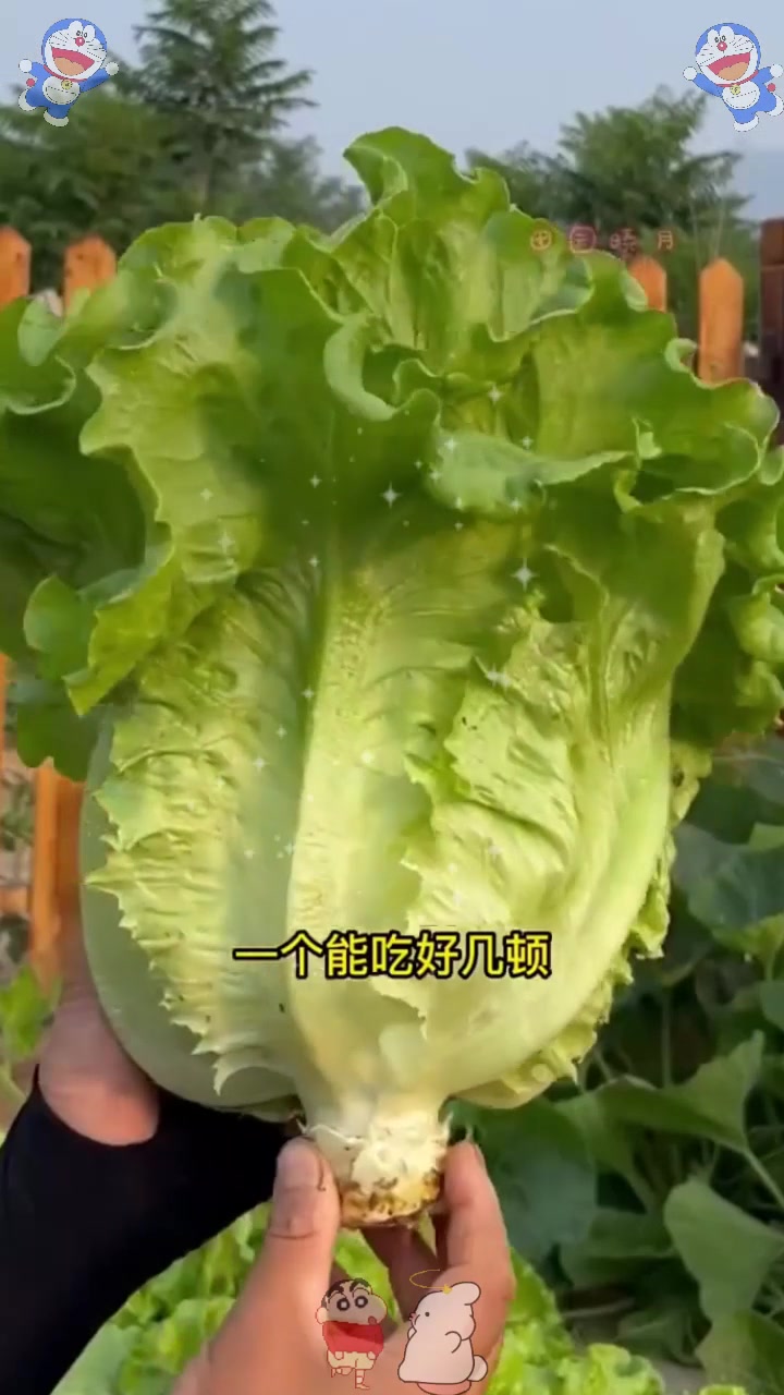  四季都能种的生菜,生吃没有苦味,它就是意大利品种!