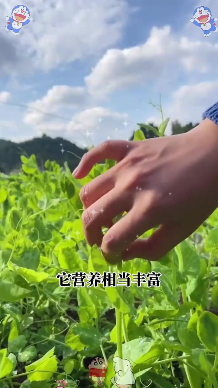  北方少见的蔬菜—豌豆尖,盆栽浇水就长,还能像韭菜一样割不完!