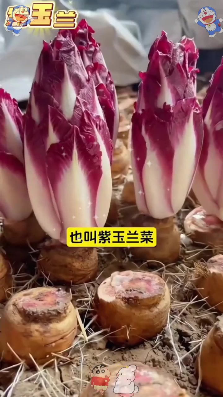  长着根的“娃娃菜”,外表紫色卖价高,很多老百姓都没吃过!