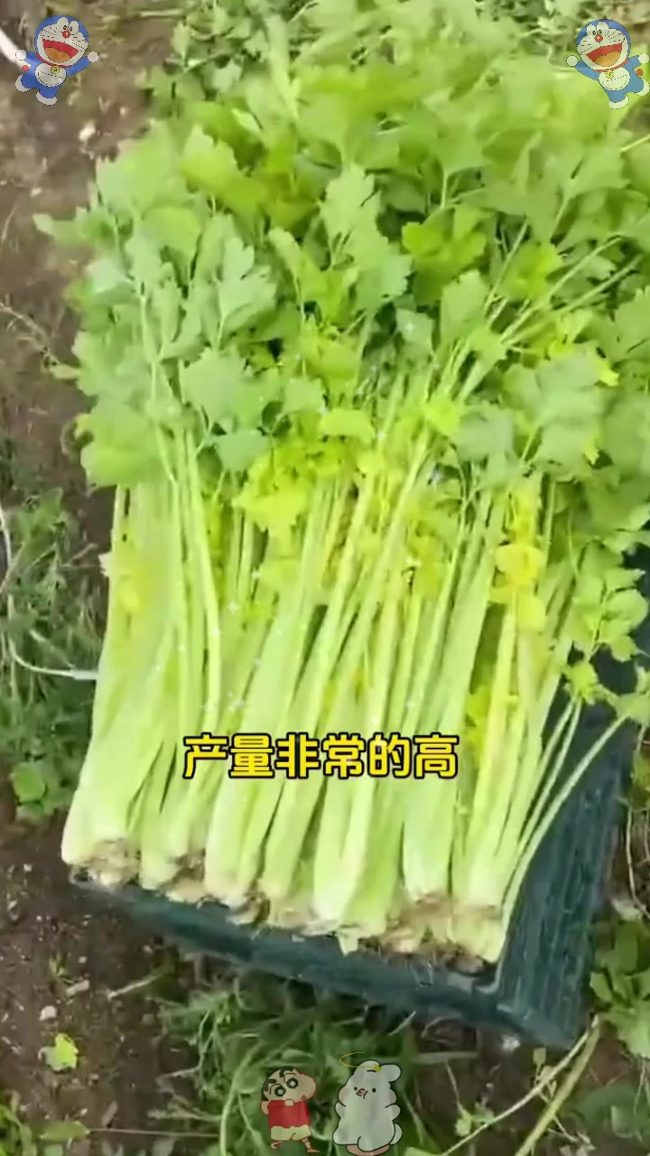  芹菜品种千千万,没想到口感最好竟是小香芹,苗子移栽30天采收!