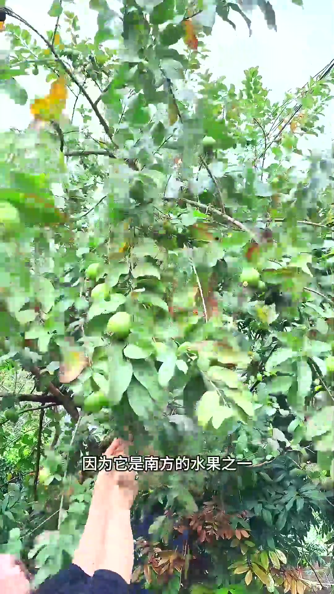  芭乐也叫番石榴、鸡屎果,一种可以拿来泡茶的水果