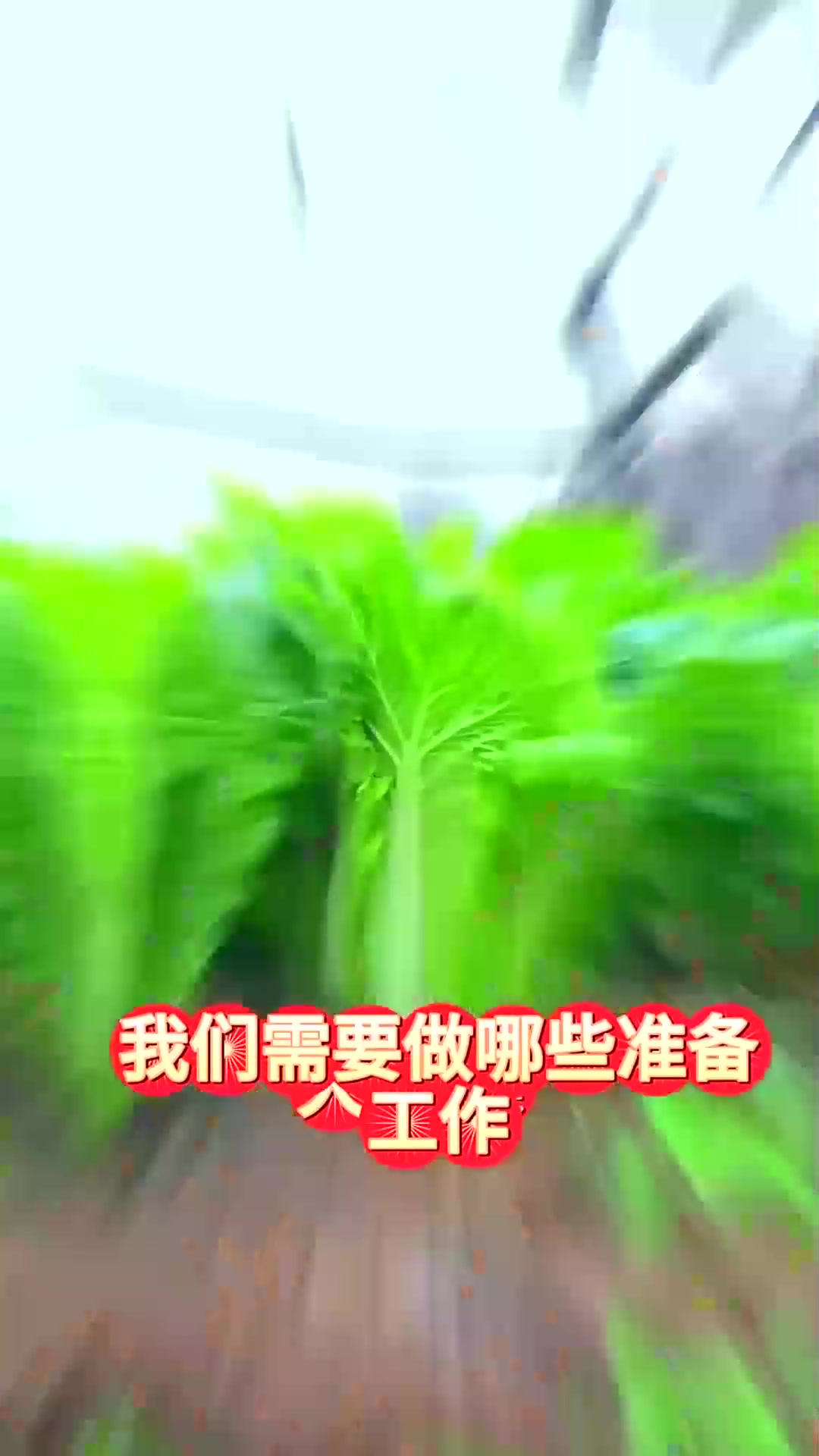  秋季大白菜全国种植时间种植方法和注意事项