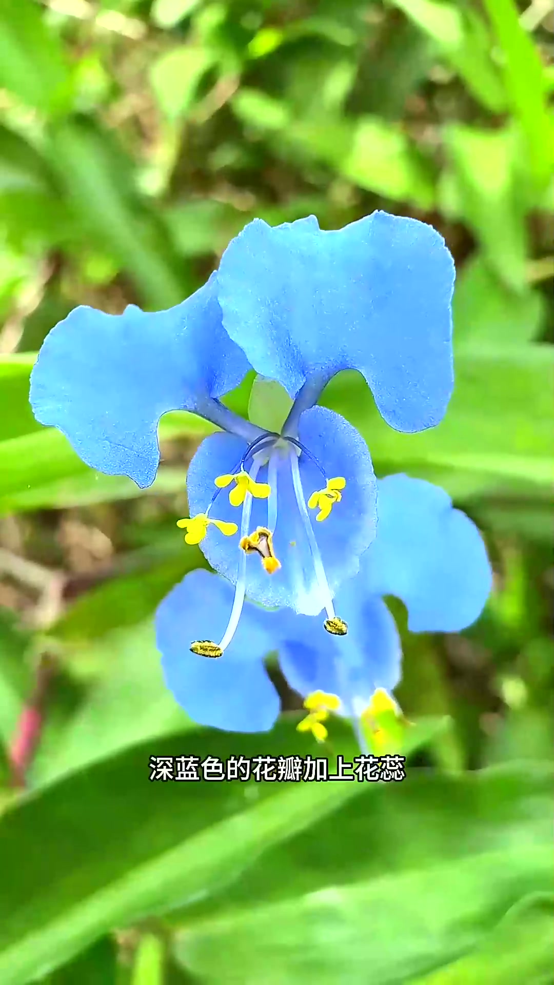  这种植物具有竹子的香气，它就是竹叶菜，村里的老辈人常常采摘它