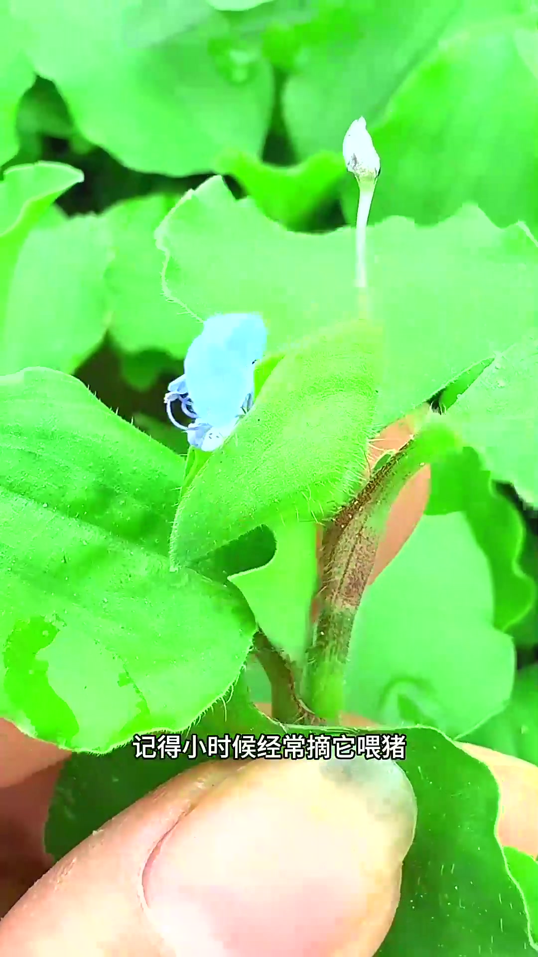  饭包草也叫竹叶菜、千日草，懂它的老辈人见到都会采摘些回家