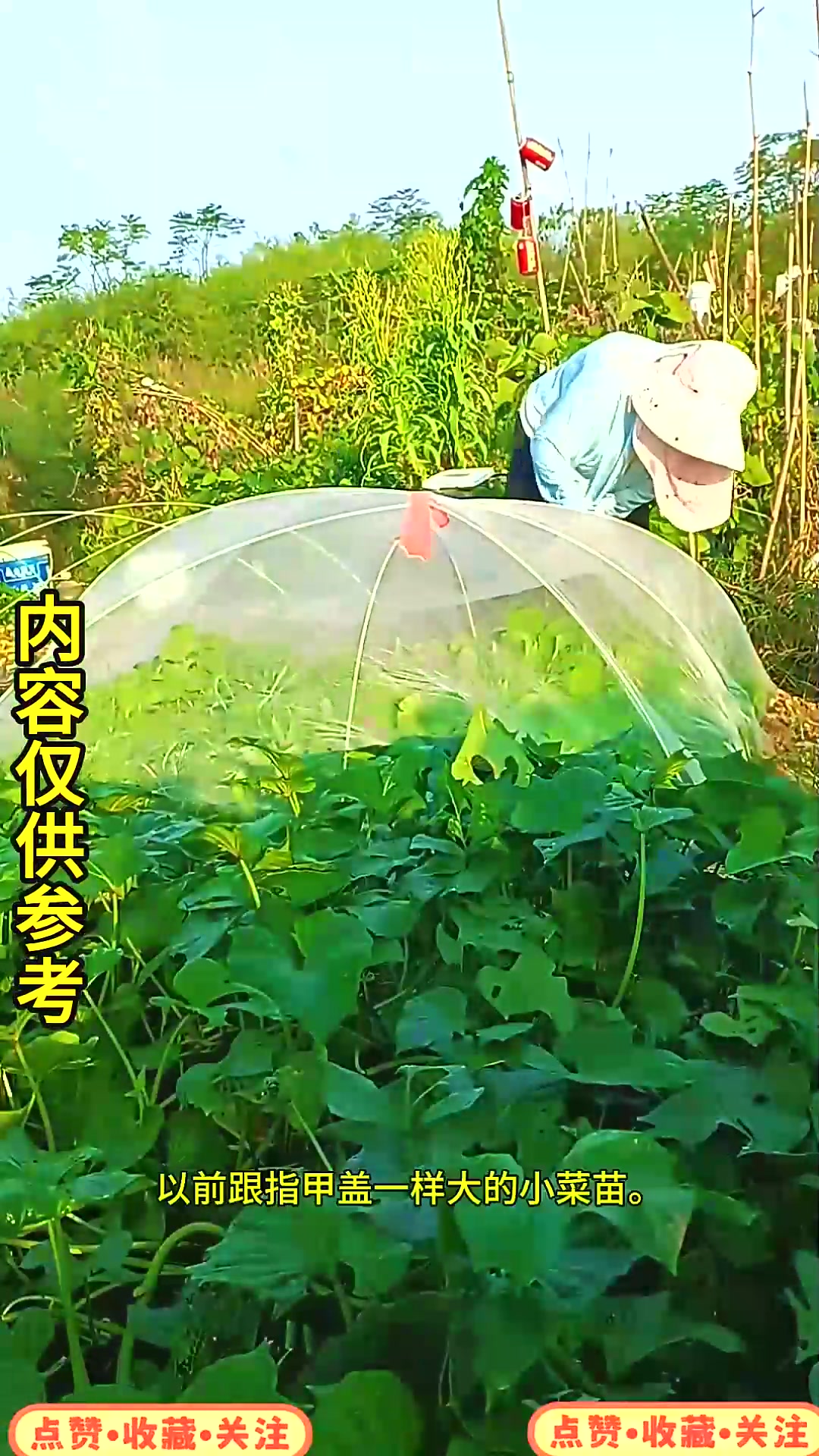  种了20多天的小菜苗终于可以吃了