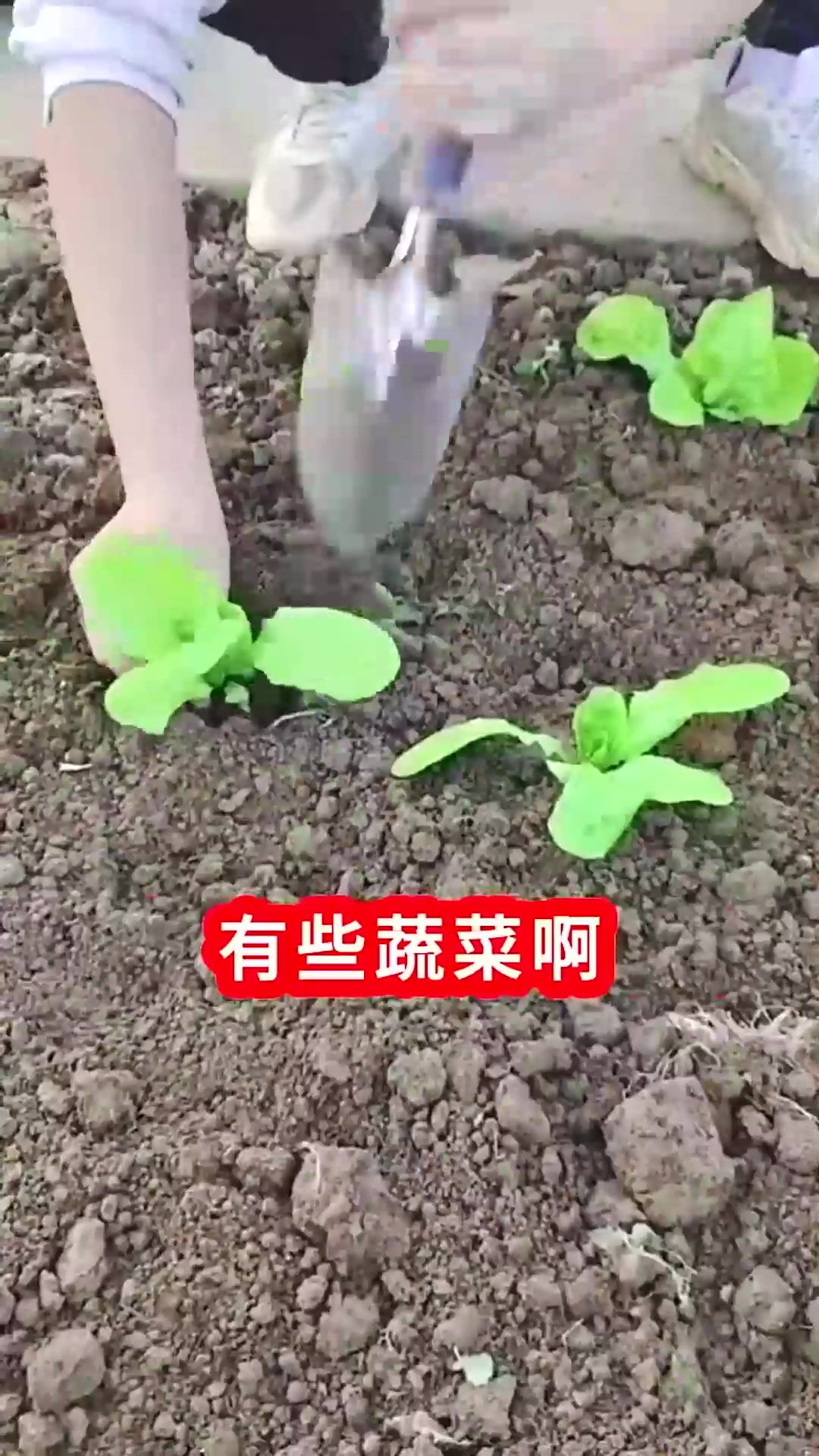  春季种菜哪些蔬菜可以提早种哪些蔬菜晚点种比较好