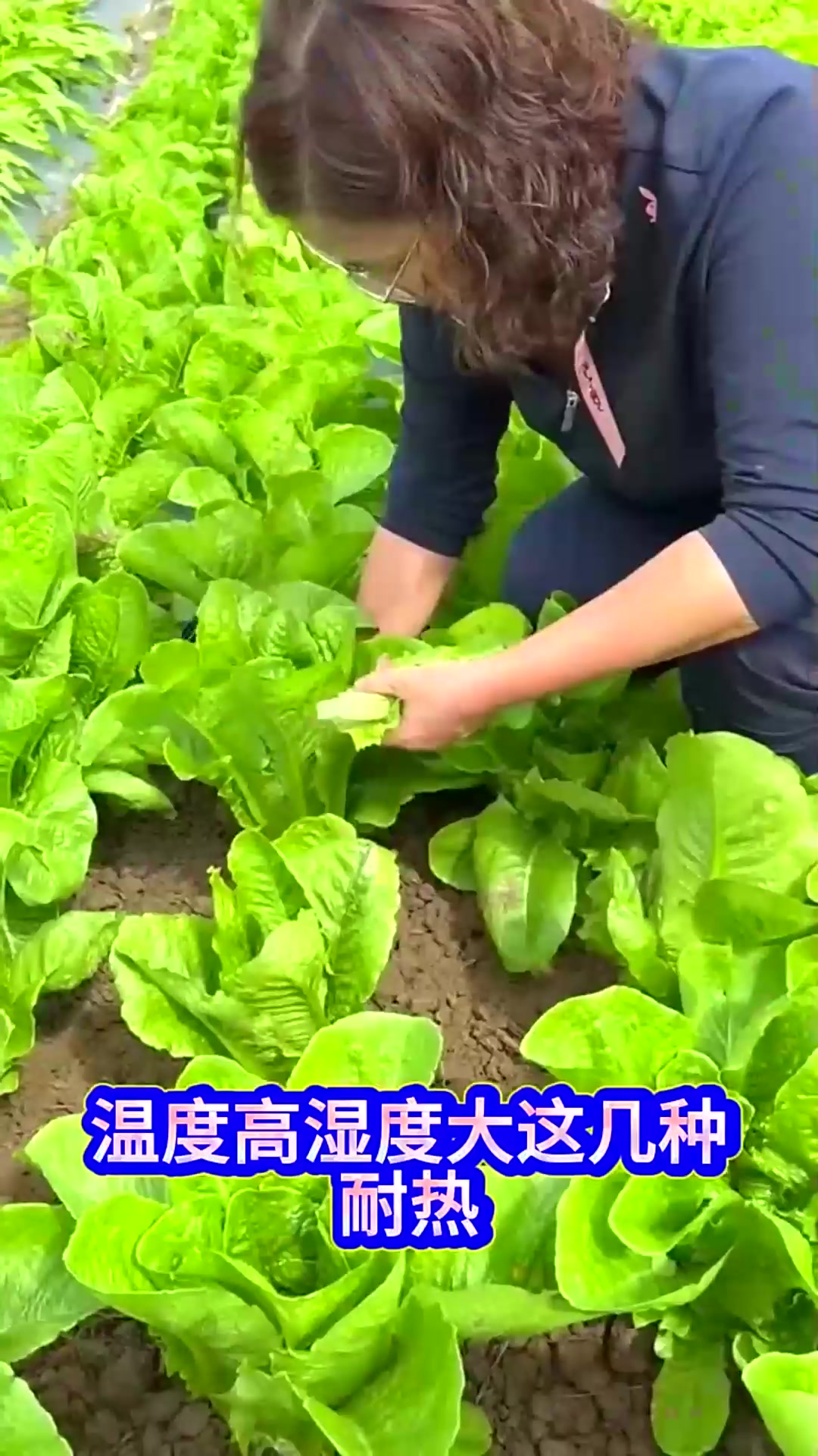  小暑节气过后这五种耐热蔬菜一定要抓紧时间种
