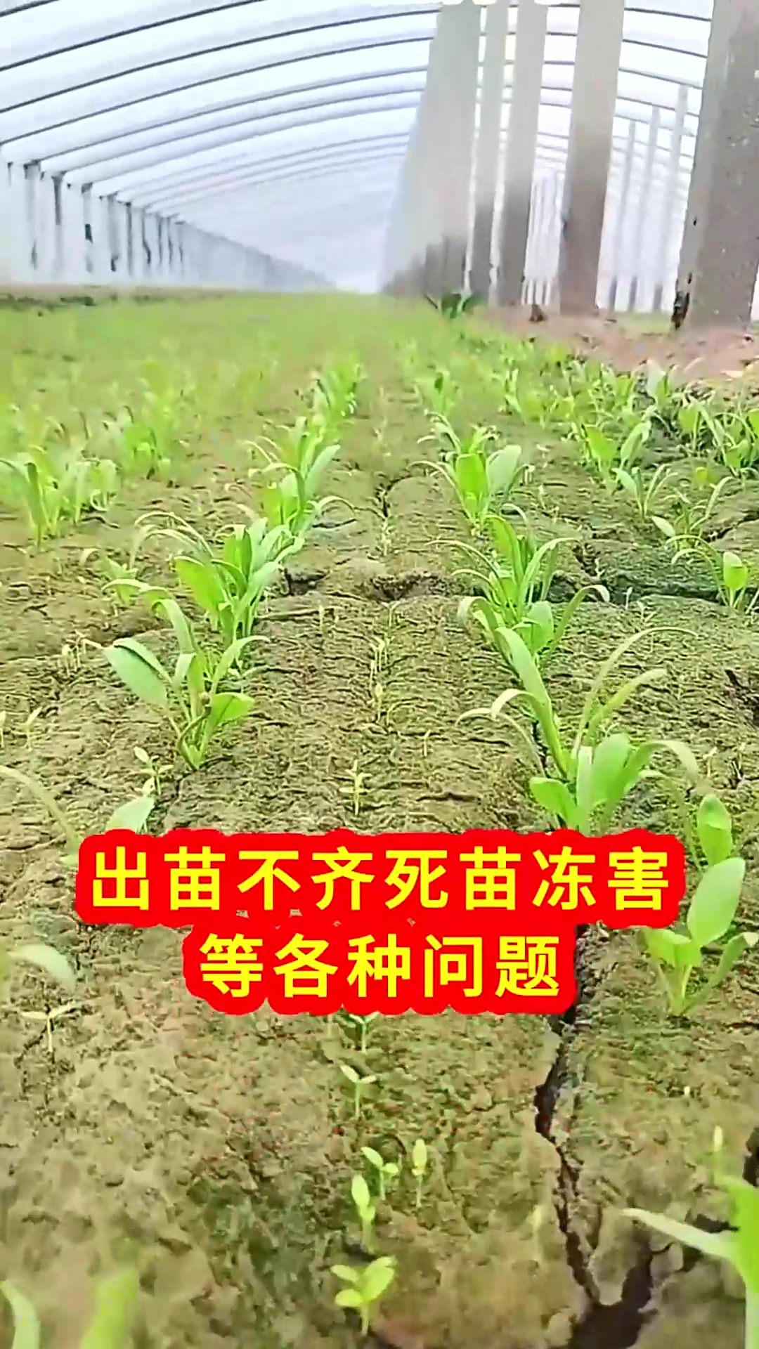  菠菜种植小技巧仅需做好这三步出苗齐长势旺还能安全越冬