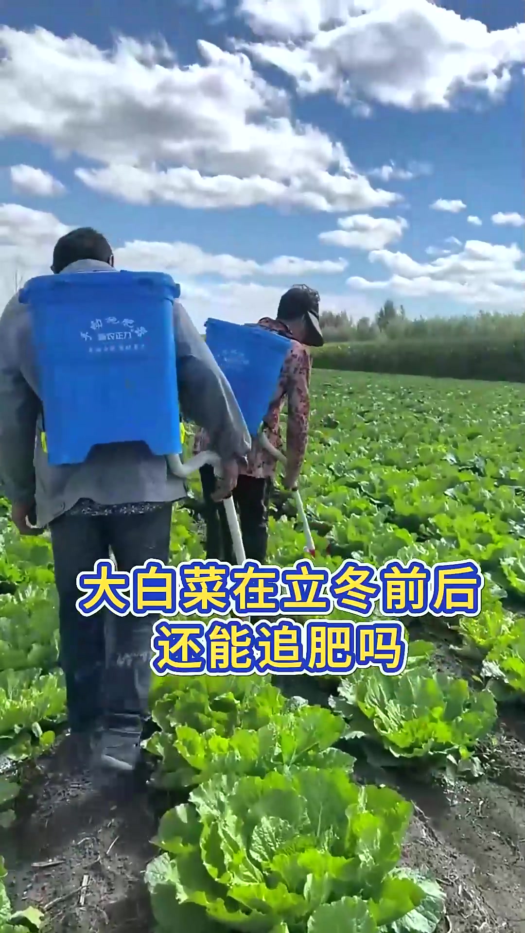  立冬前后大白菜生长后期怎么管理包心实产量高耐储存