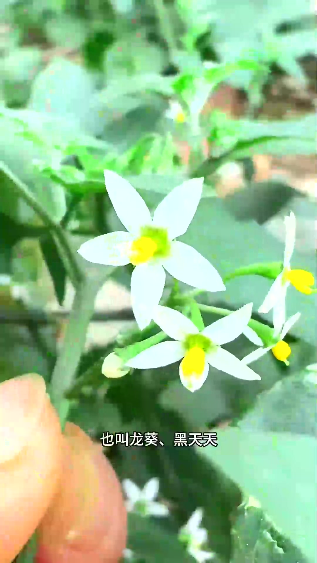  白花菜,也叫龙葵、黑天天,农村人喜欢采收它的根