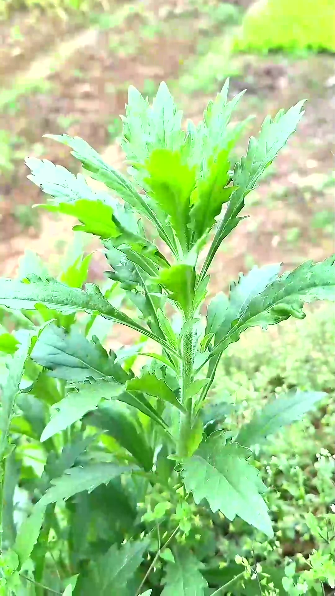  这种植物就像一把鸡毛掸子，既好玩又实用，它就是飞蓬草