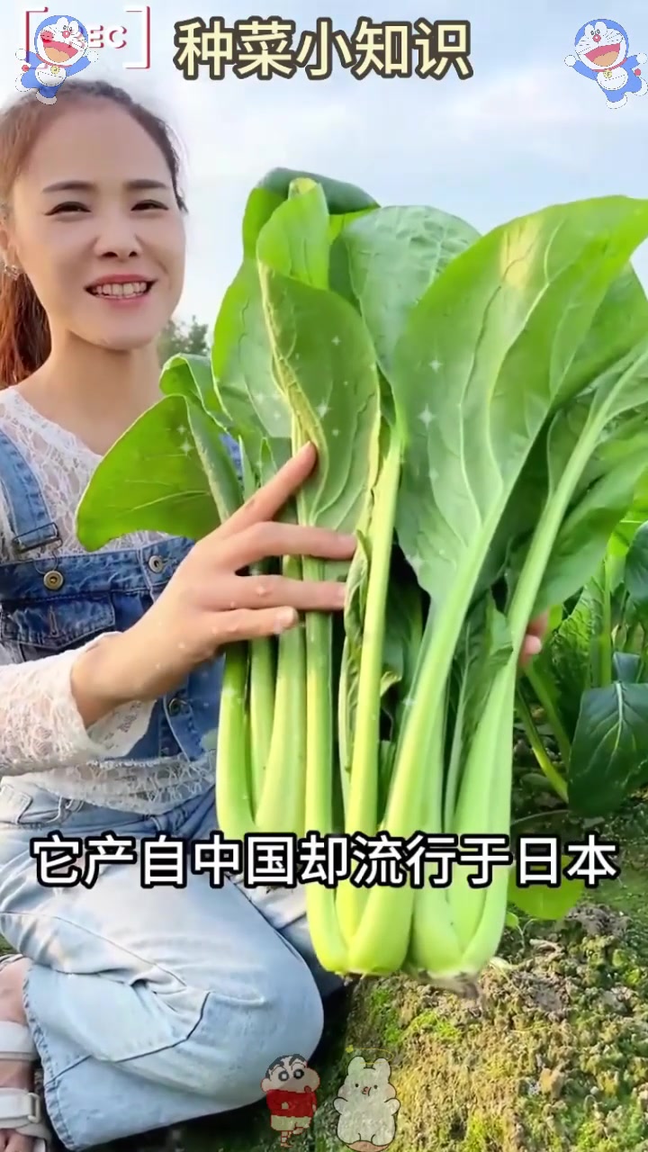  新品种“白菜”,产自中国却流行于日本,3元一斤,市场前景好!