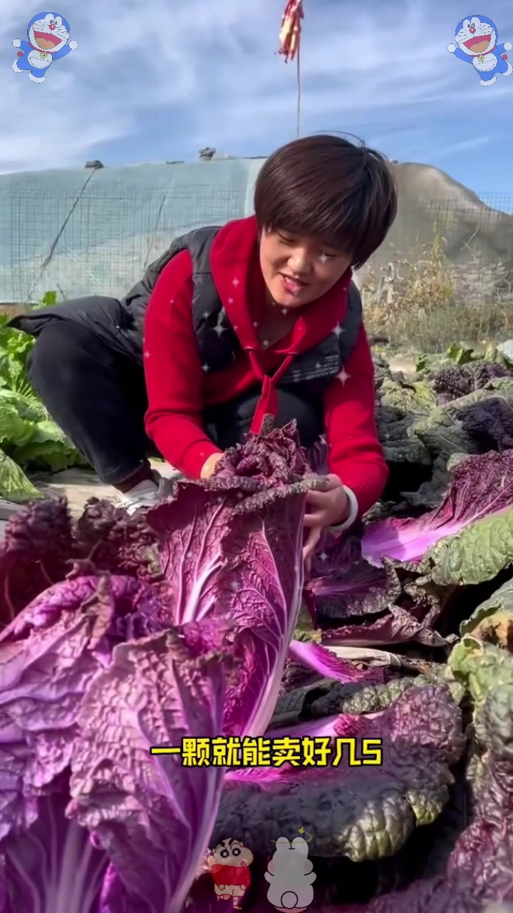  寿光种植高端品种“紫白菜”,价格堪比牛肉,一亩地高产3000斤!