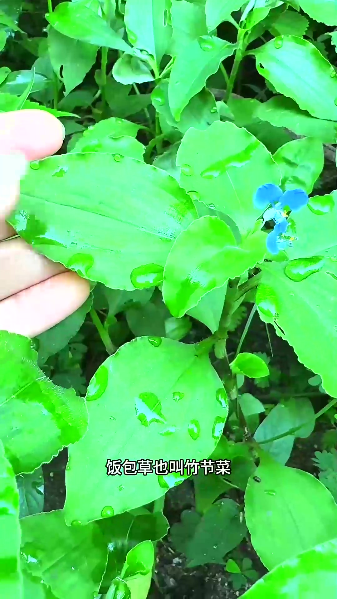  南方常见的一种野菜,饭包草也叫竹节菜,懂它的老人会把它采回家