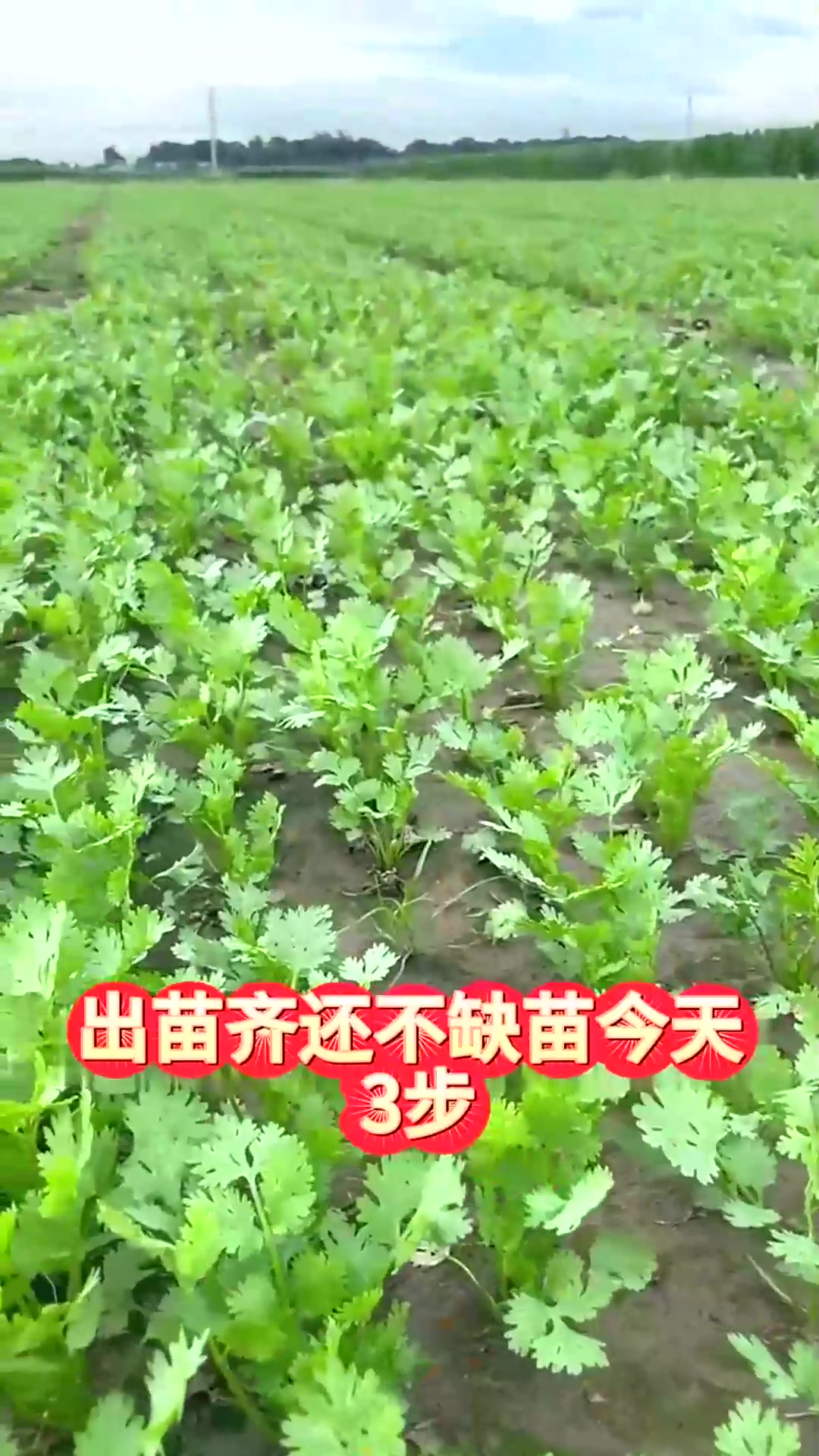  香菜种植有技巧三步种出好香菜出苗快出苗齐不缺苗