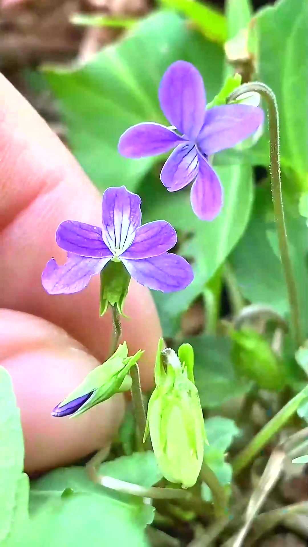  紫花地丁,也叫叶堇菜,村里老一辈的人应该对它不陌生