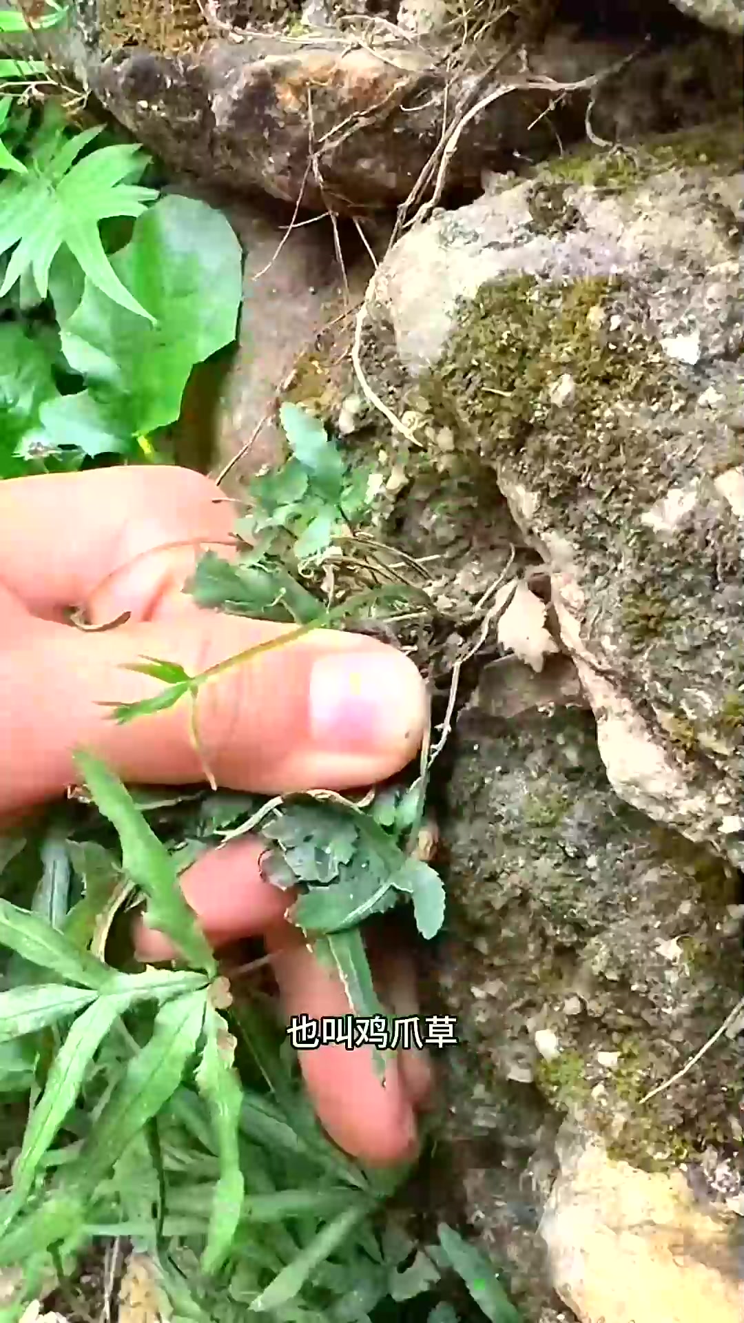  凤尾草，也叫鸡爪草，在石缝墙边经常能看到它