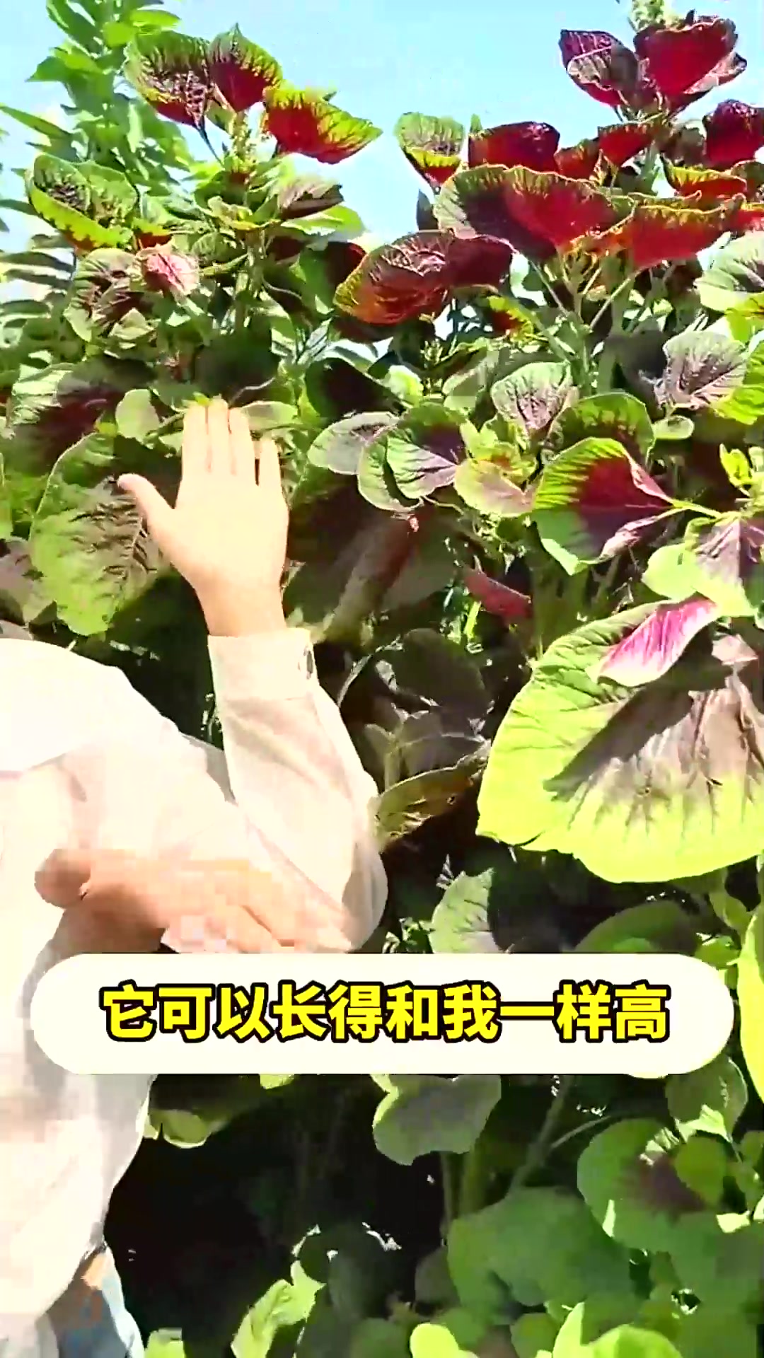  大圆叶红苋菜好吃营养,直接撒播,种植简单的女人菜